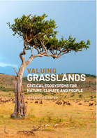 Cover of the Valuing Grasslands report showing a closeup of a bent tree standing in a golden grassland with hills in the background.