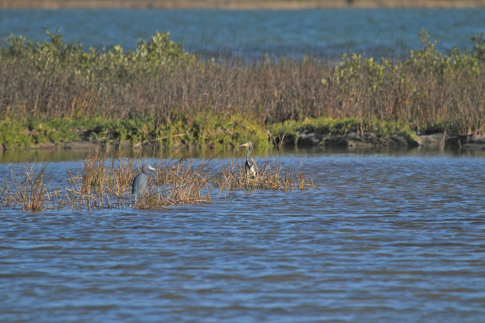 Two birds sit in brown marsh grass just off shore.