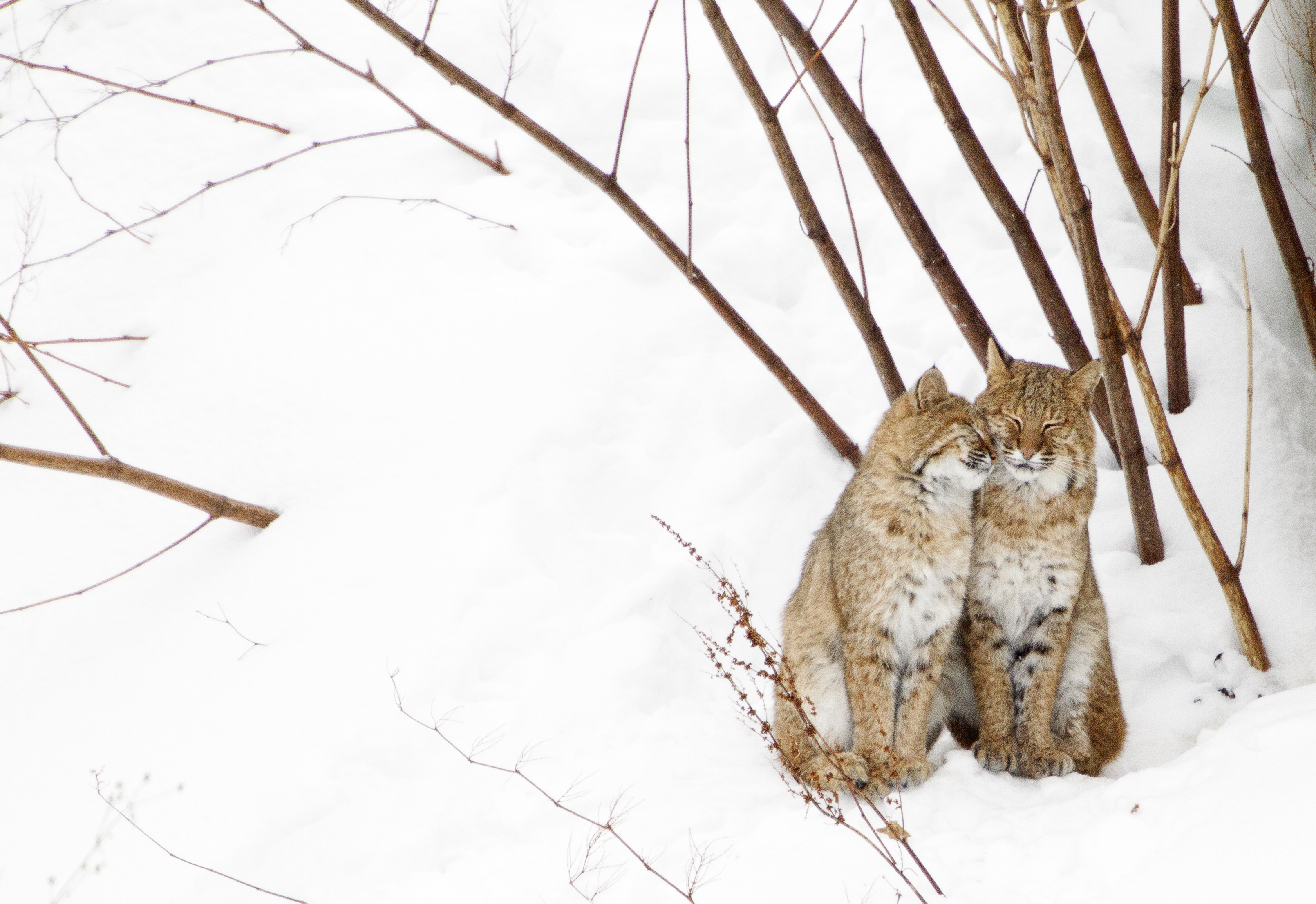 TWo bobcats nuzzling in snow.
