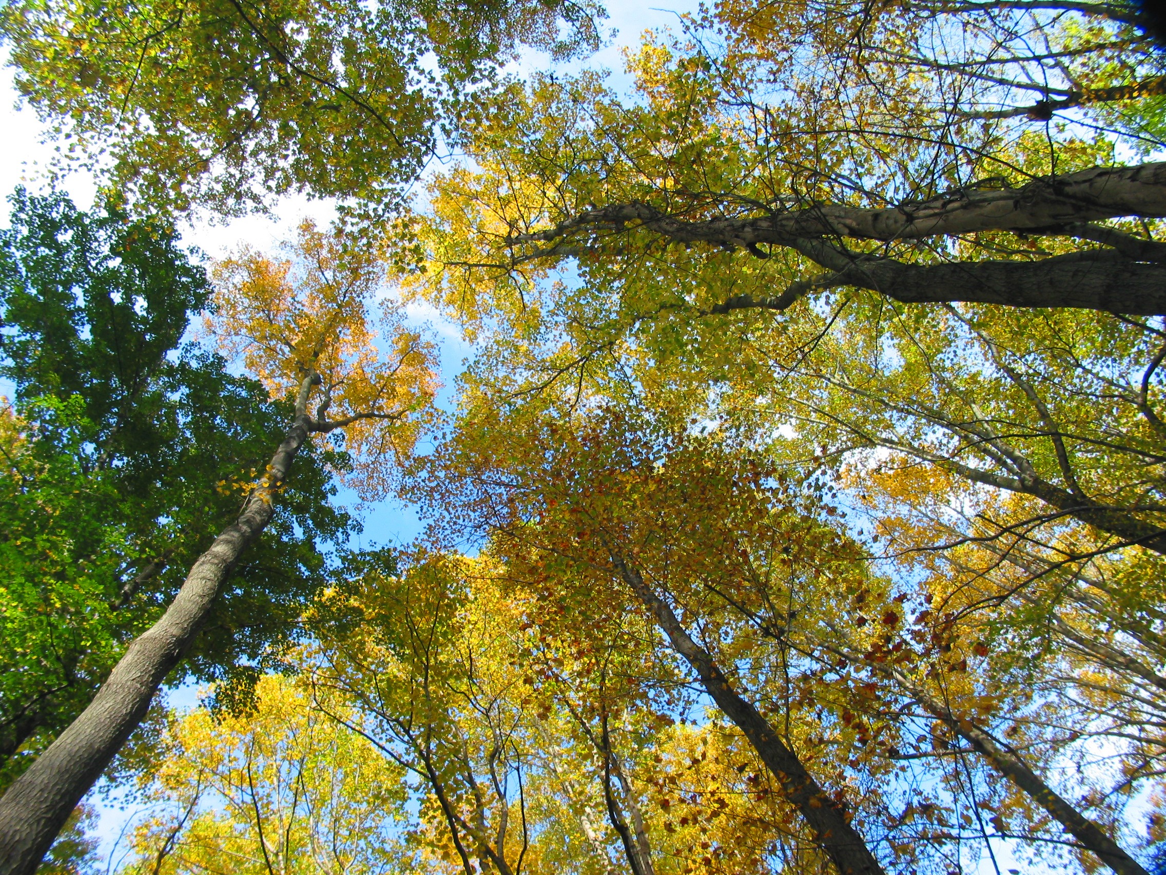 Tall trees with fall leaves are against a light blue sky.