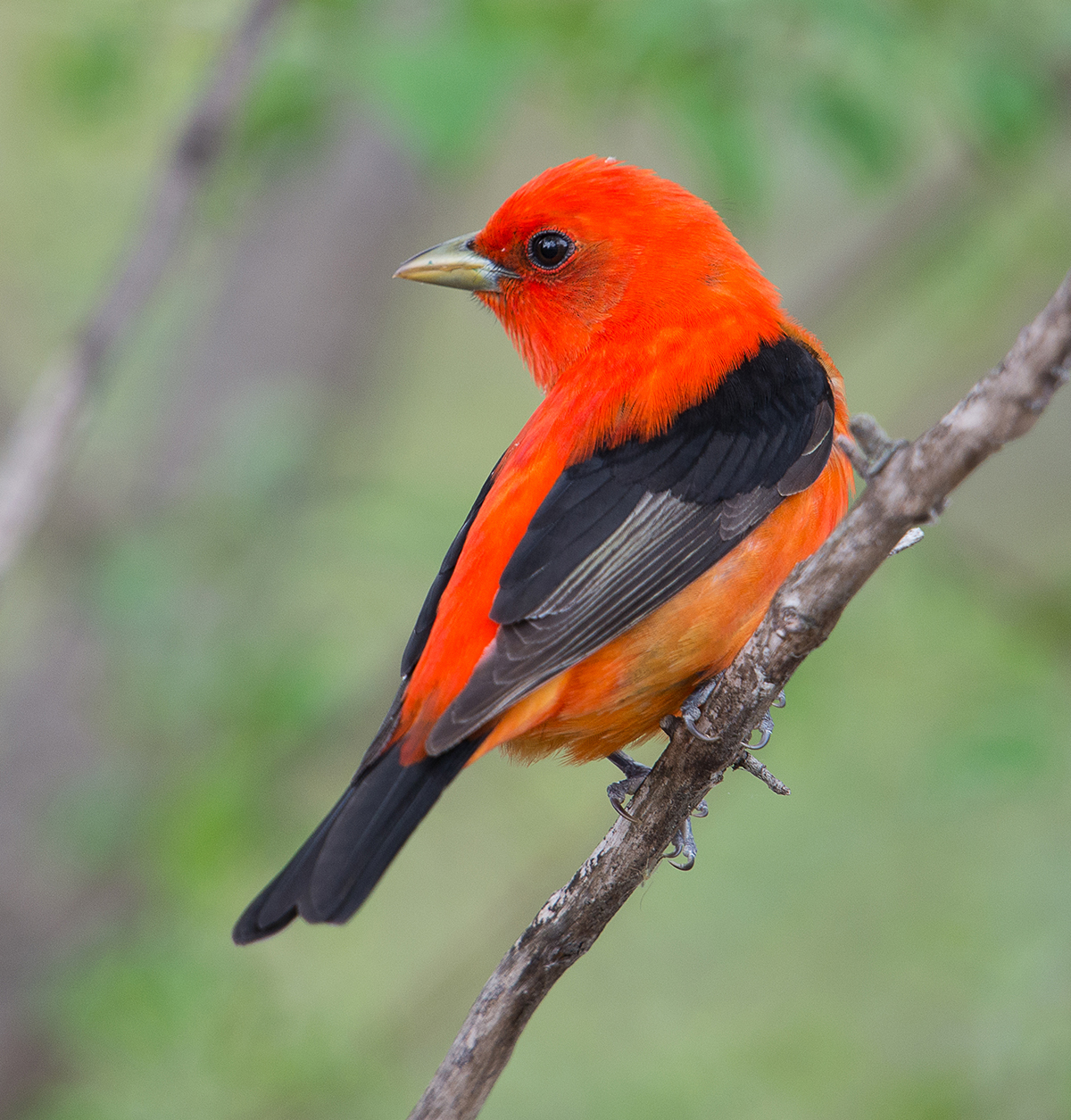 A scarlet tanager, which is a bright red and black songbird.