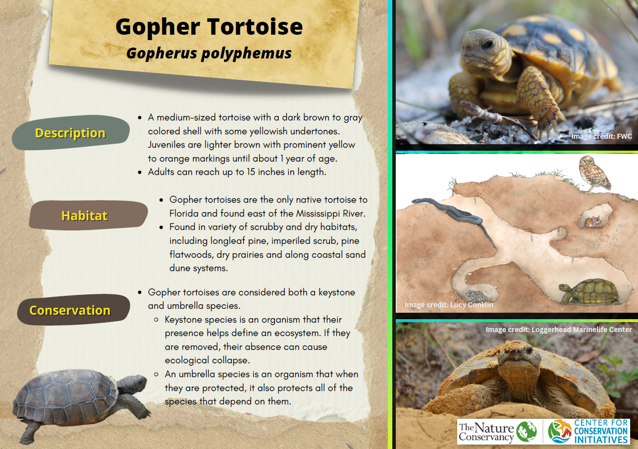 Fact sheet highlighting the gopher tortoise, hatchling, and an artistic view of their burrow.