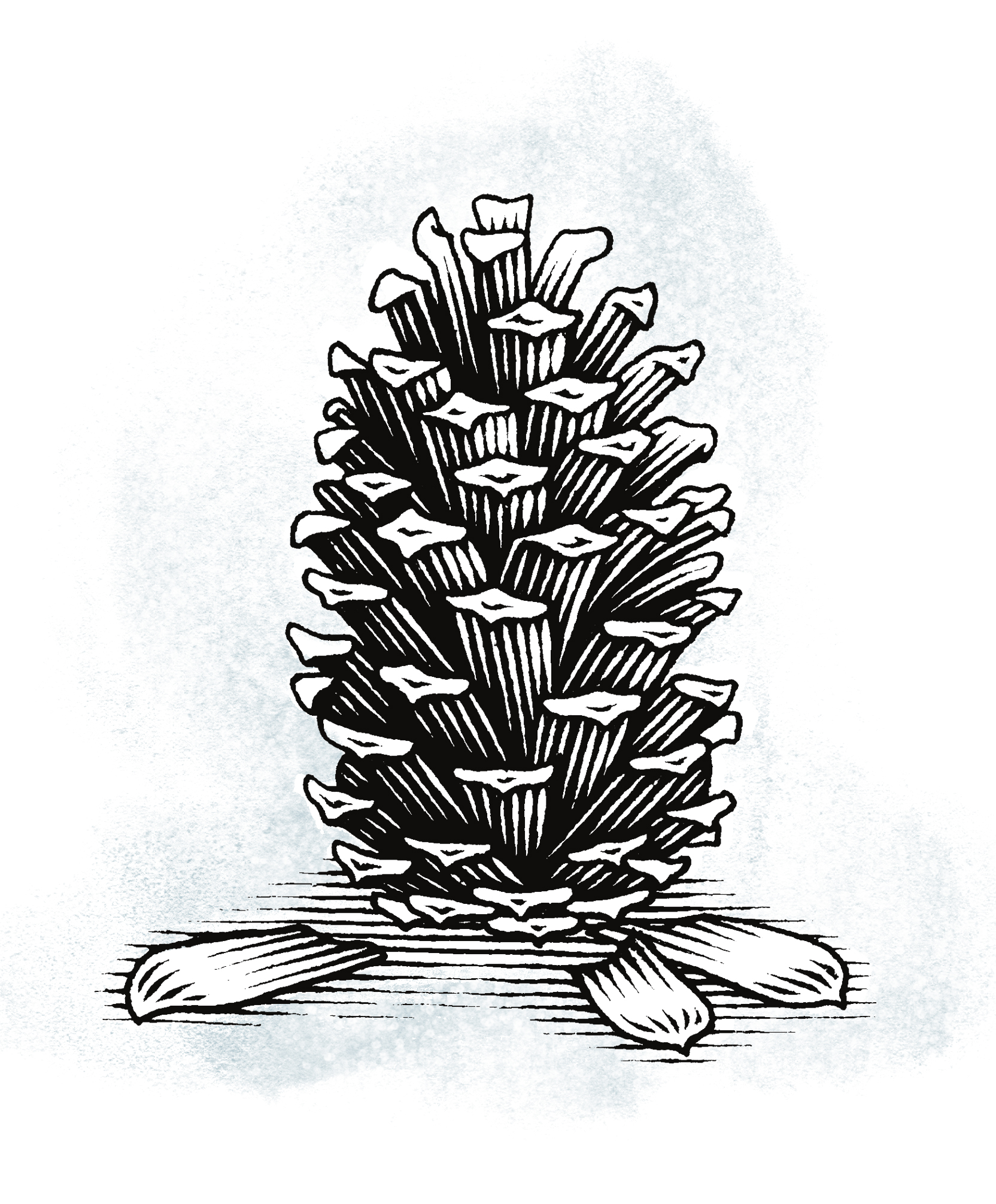 longleaf pine cone illustration.