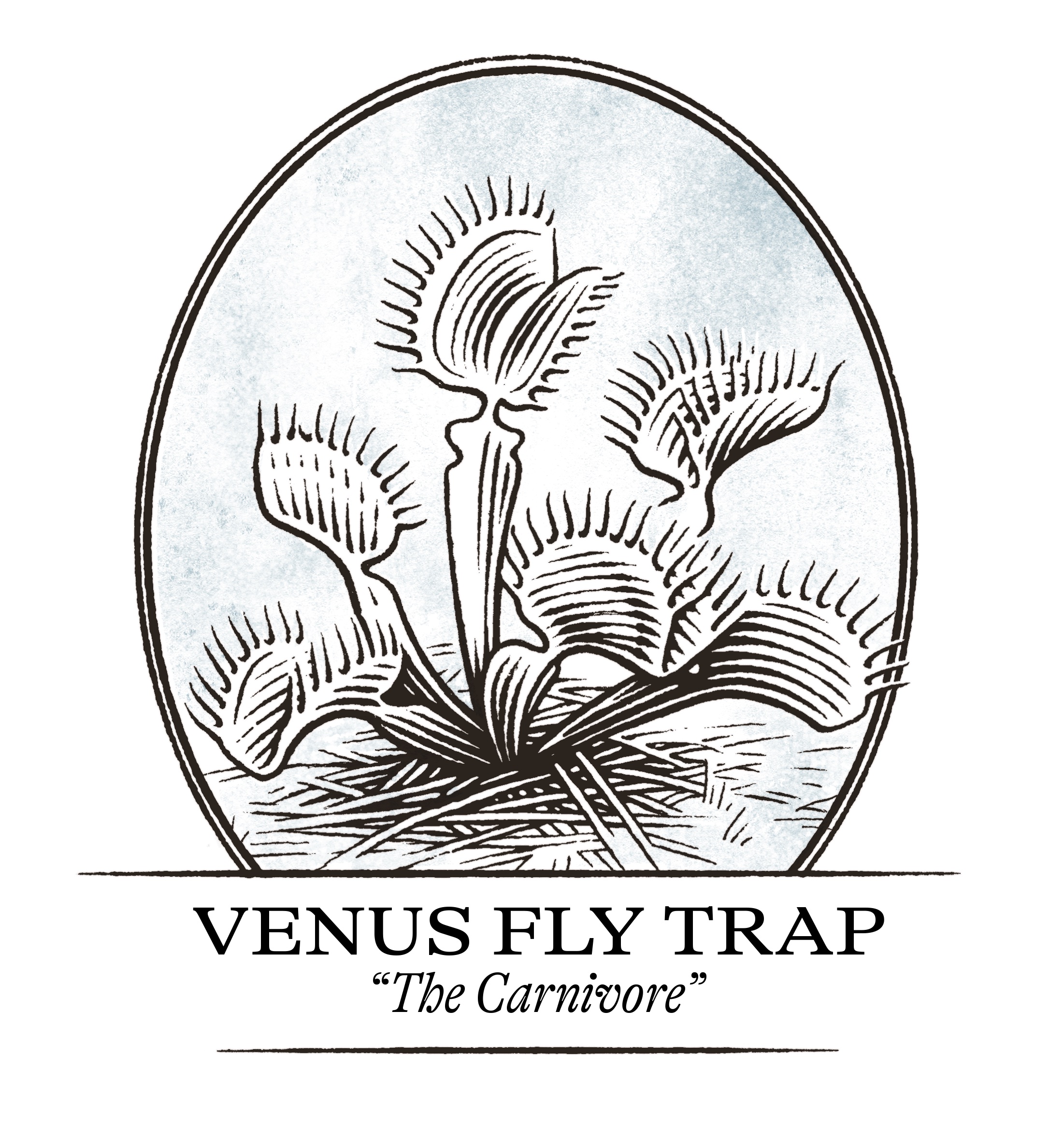 Venus fly trap illustration