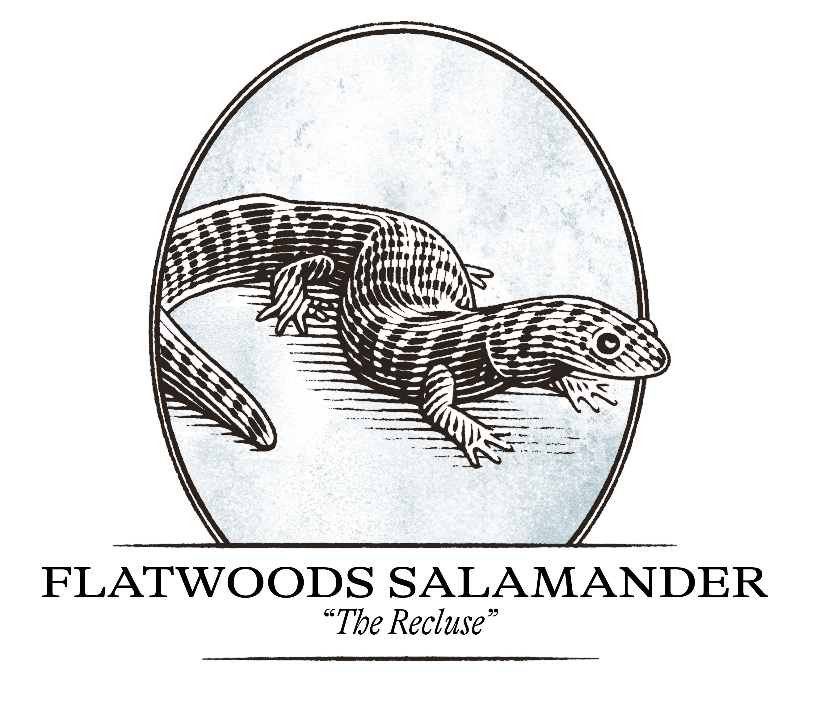 Flatwoods salamander illustration