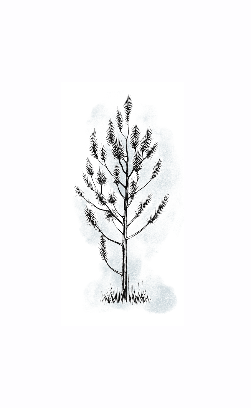 longleaf pine sapling.