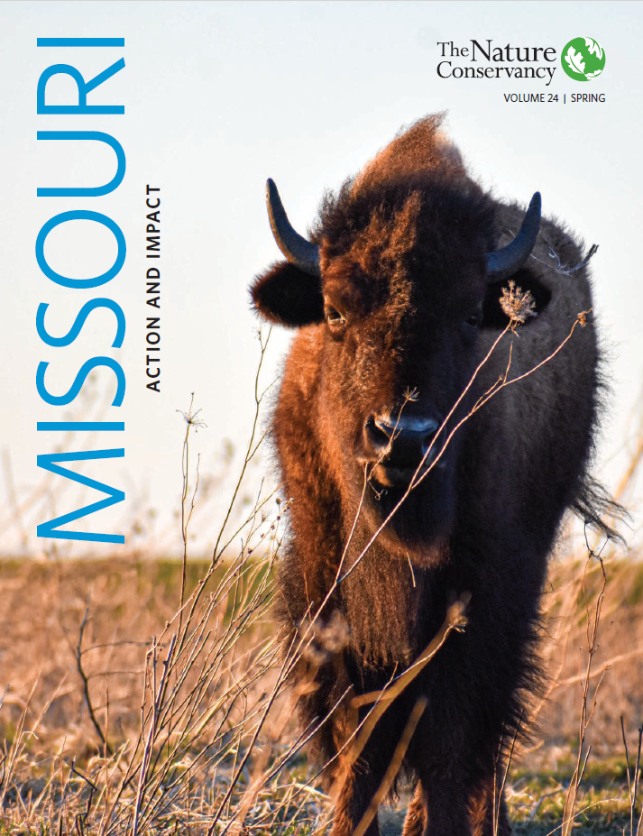 Cover of report with a photo of a bison.