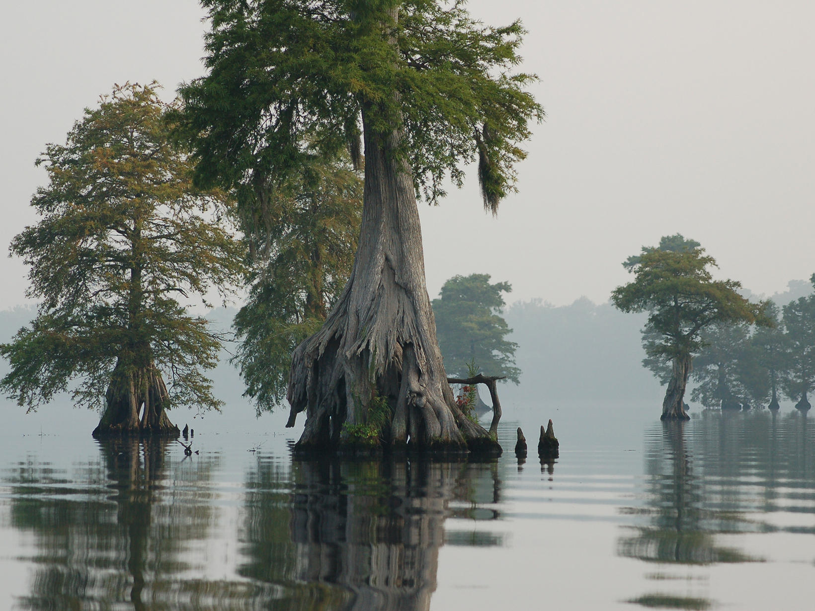 Bald cypress trees rise up from the waters of Lake Drummond, surrounded by mist and fog. 