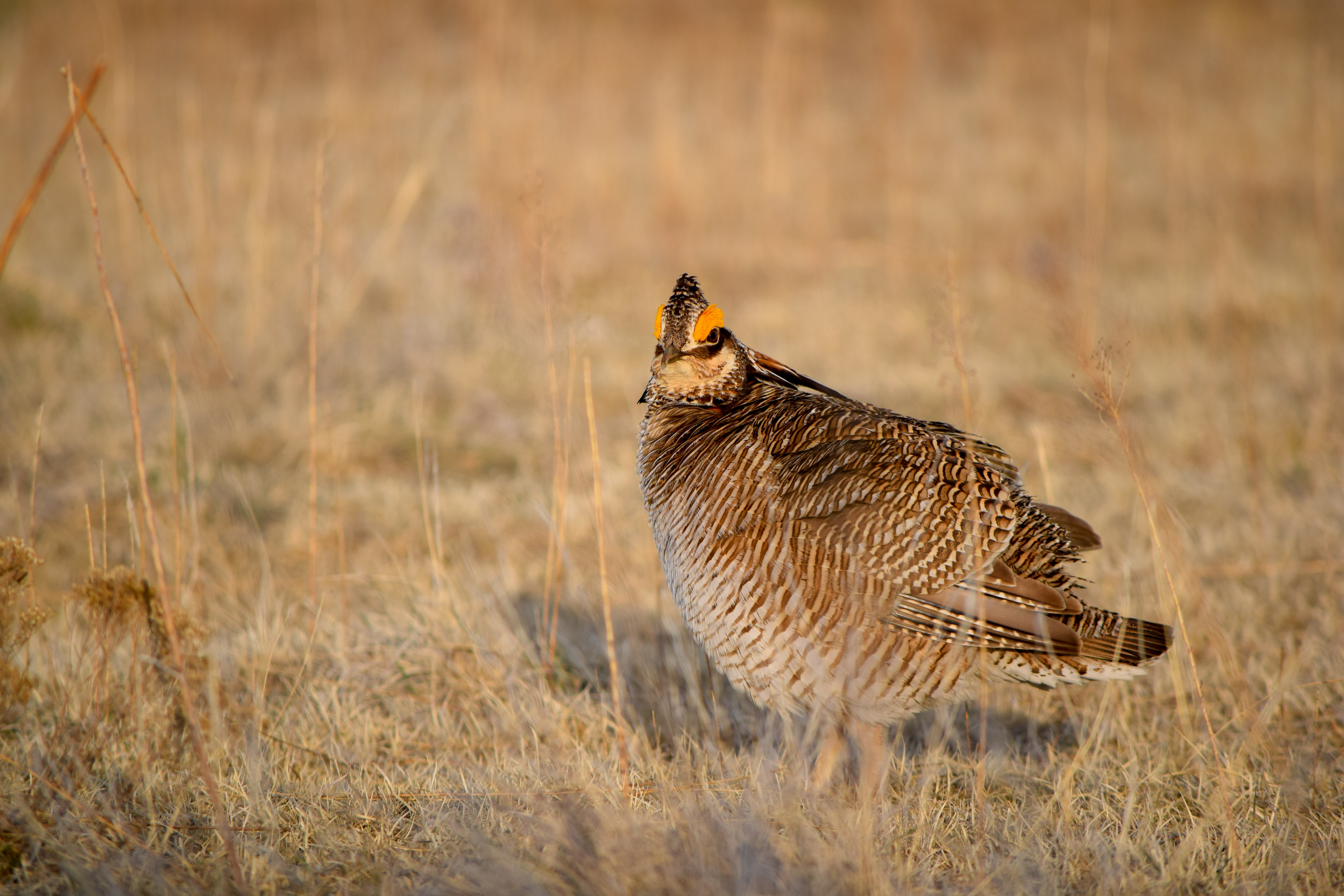 A lesser prairie chicken standing on grass looking at the camera.