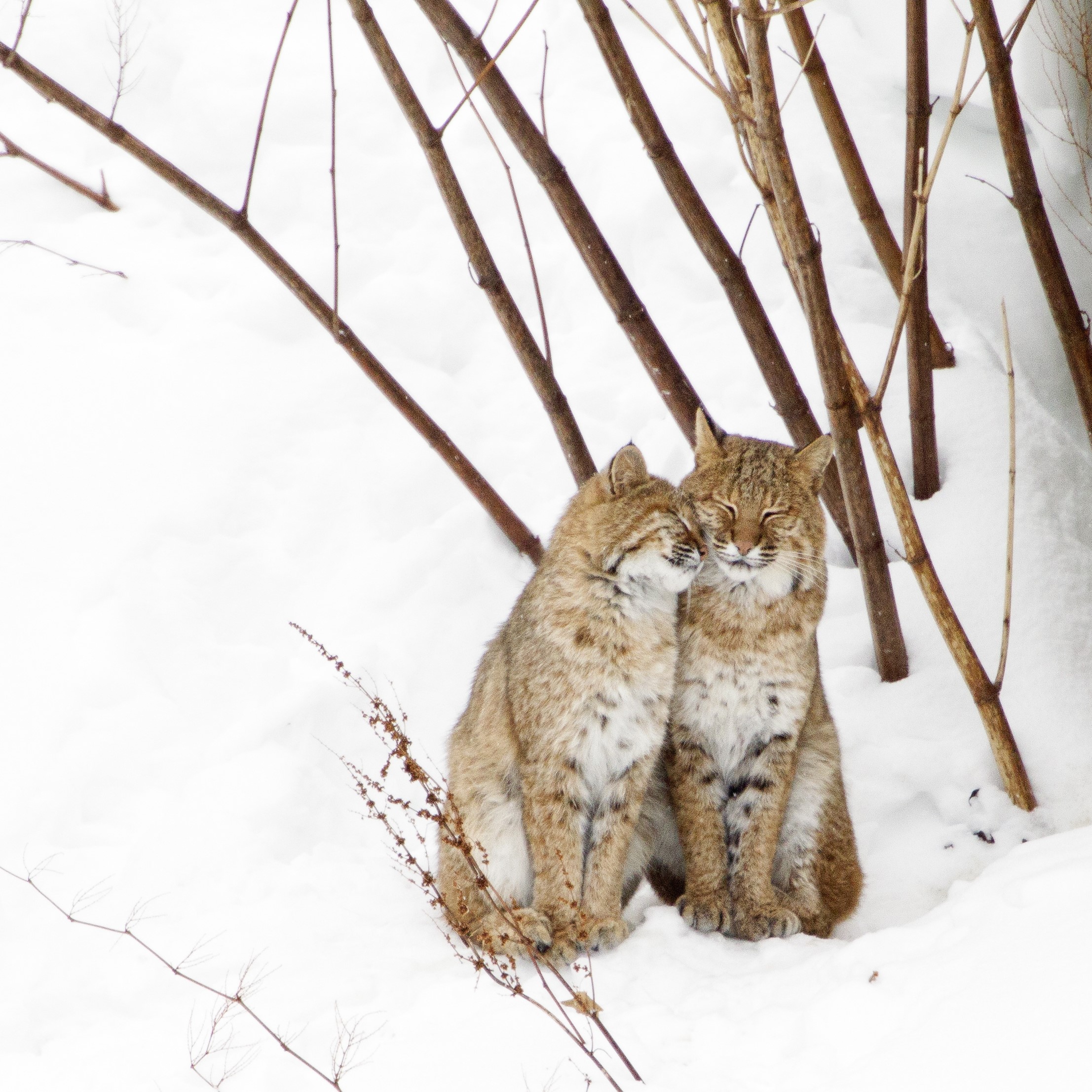 Two bobcats nuzzle each other in the snow.