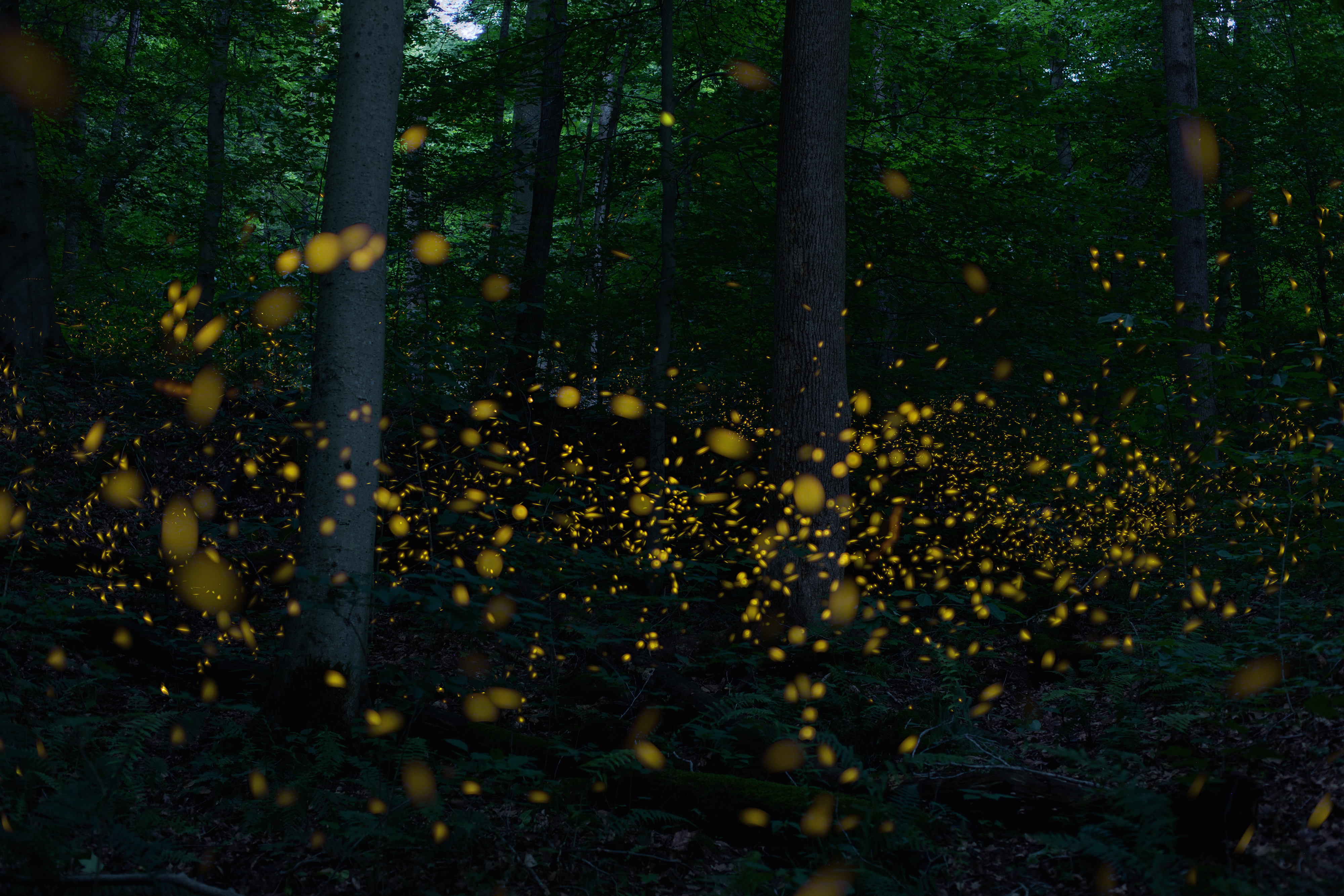 Fireflies light up a dark forest.