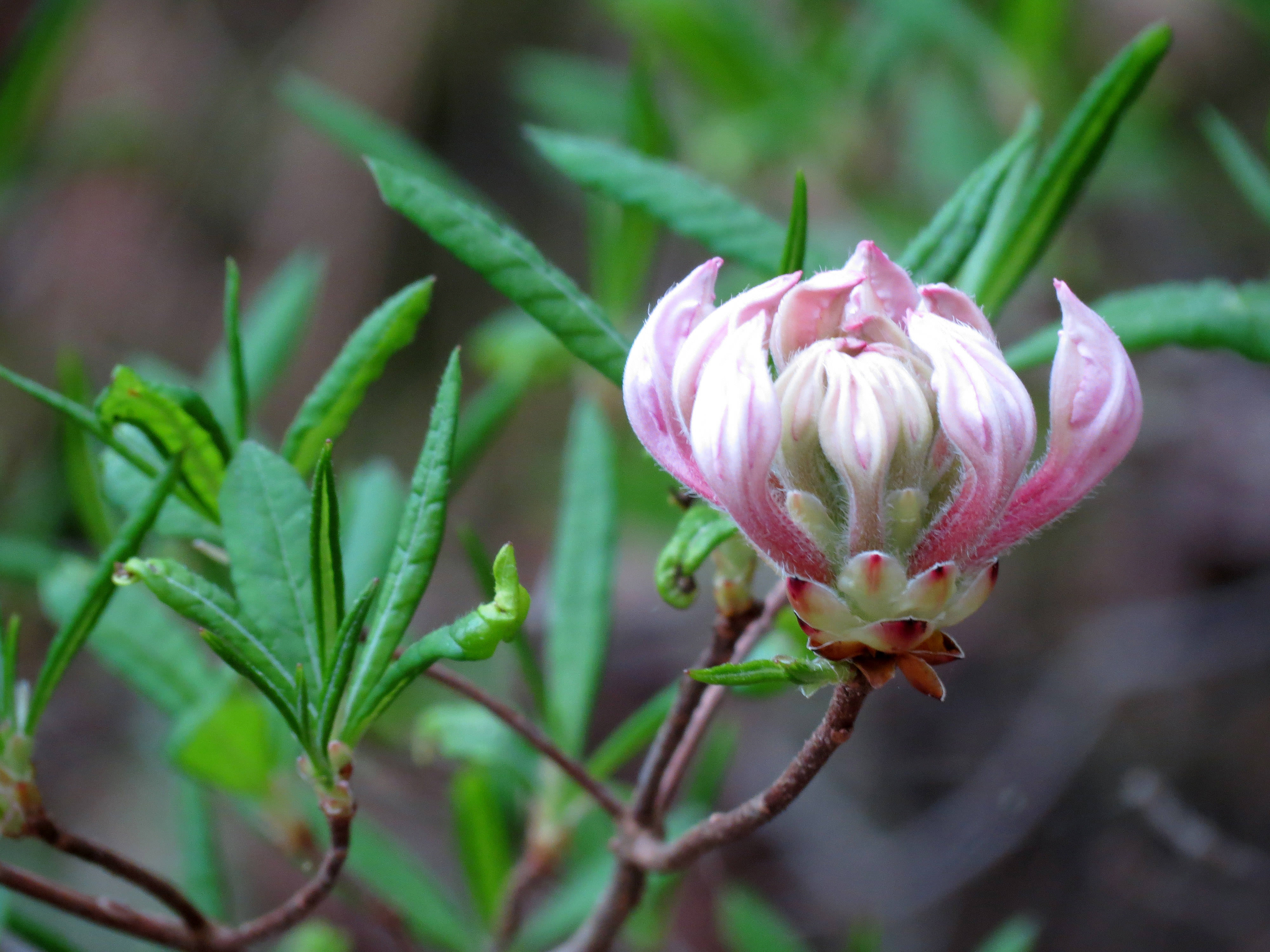 A pink flower blooms at the end of a woody stem.