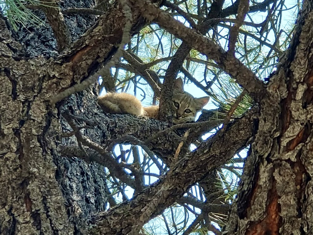 Upward view of a large tree with a bobcat kitten laying on a branch, looking down.