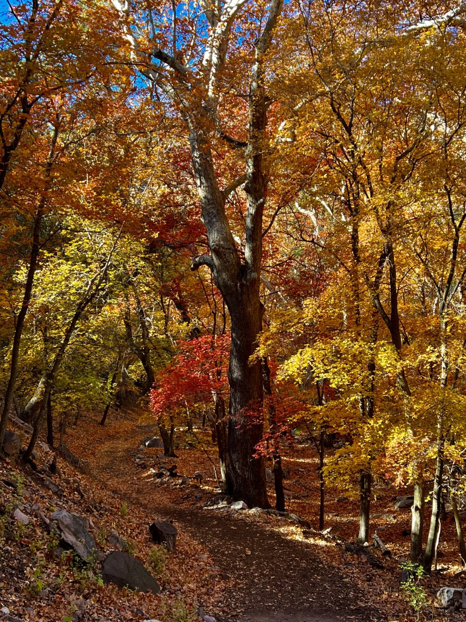 View of a nature trail in the forest during autumn, with trees full of orange and yellow leaves lining the path.