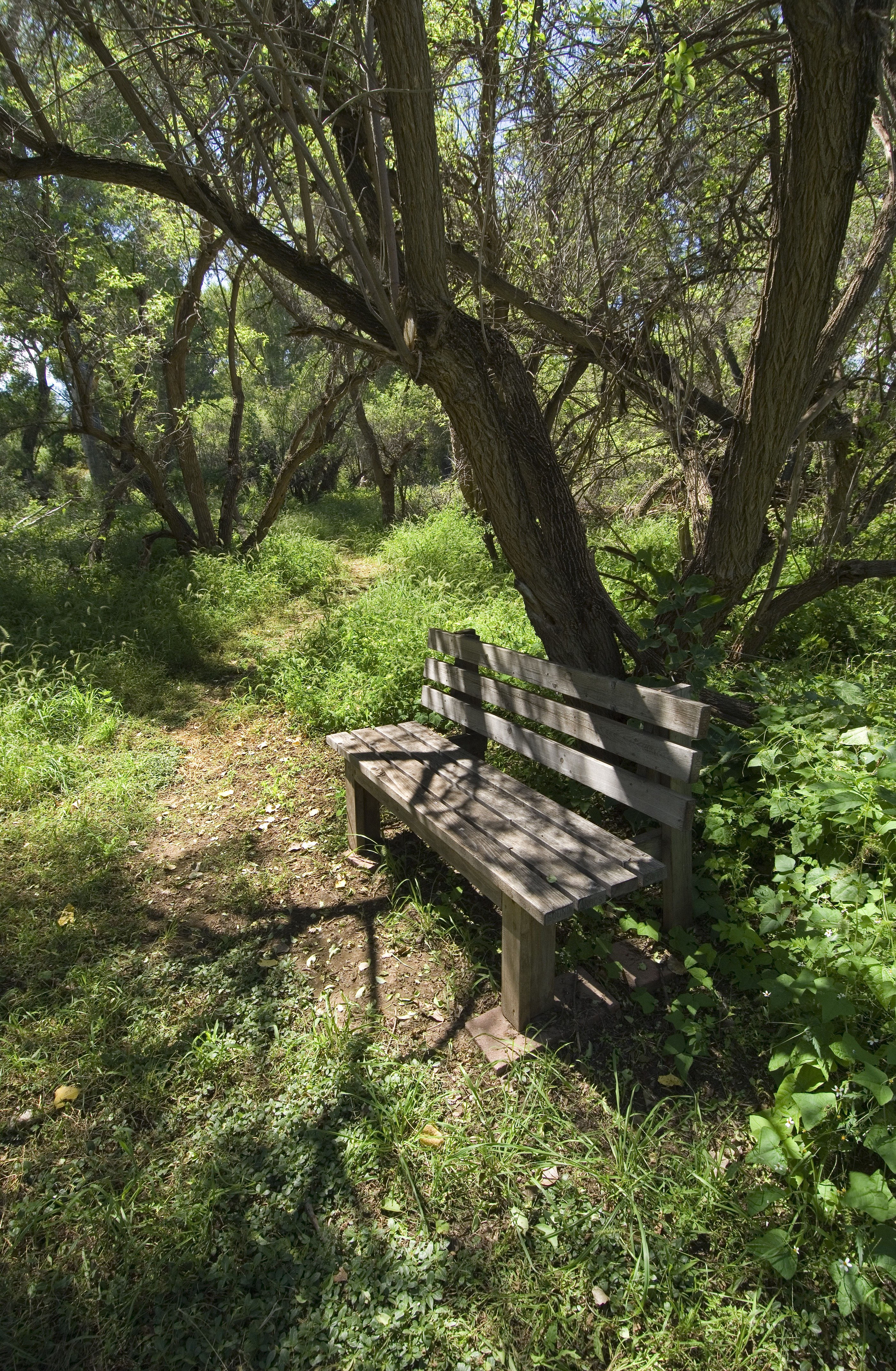 A wooden bench sits alongside a trail, green with vegetation.