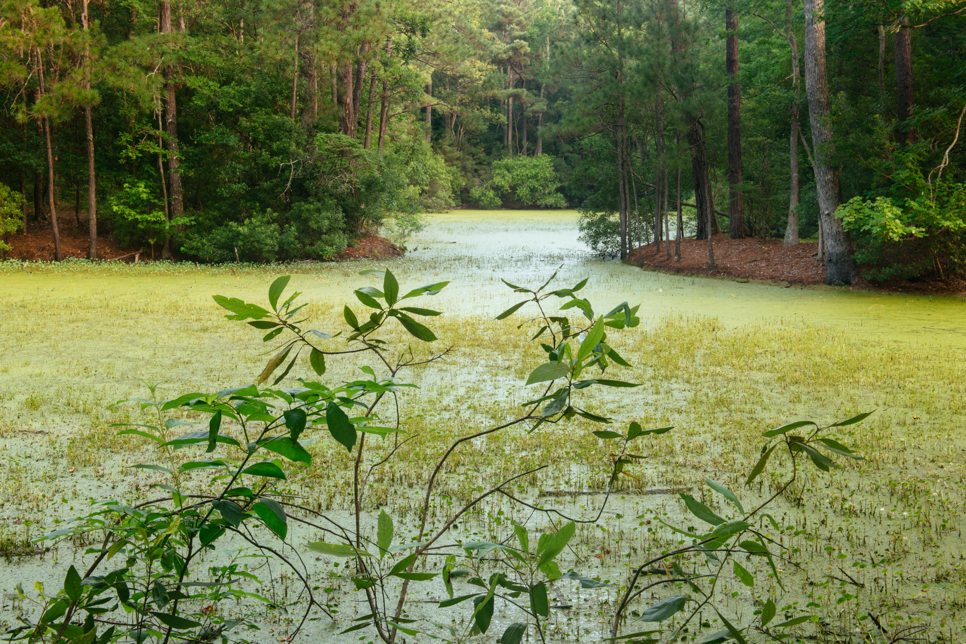 Green forest with swamp.