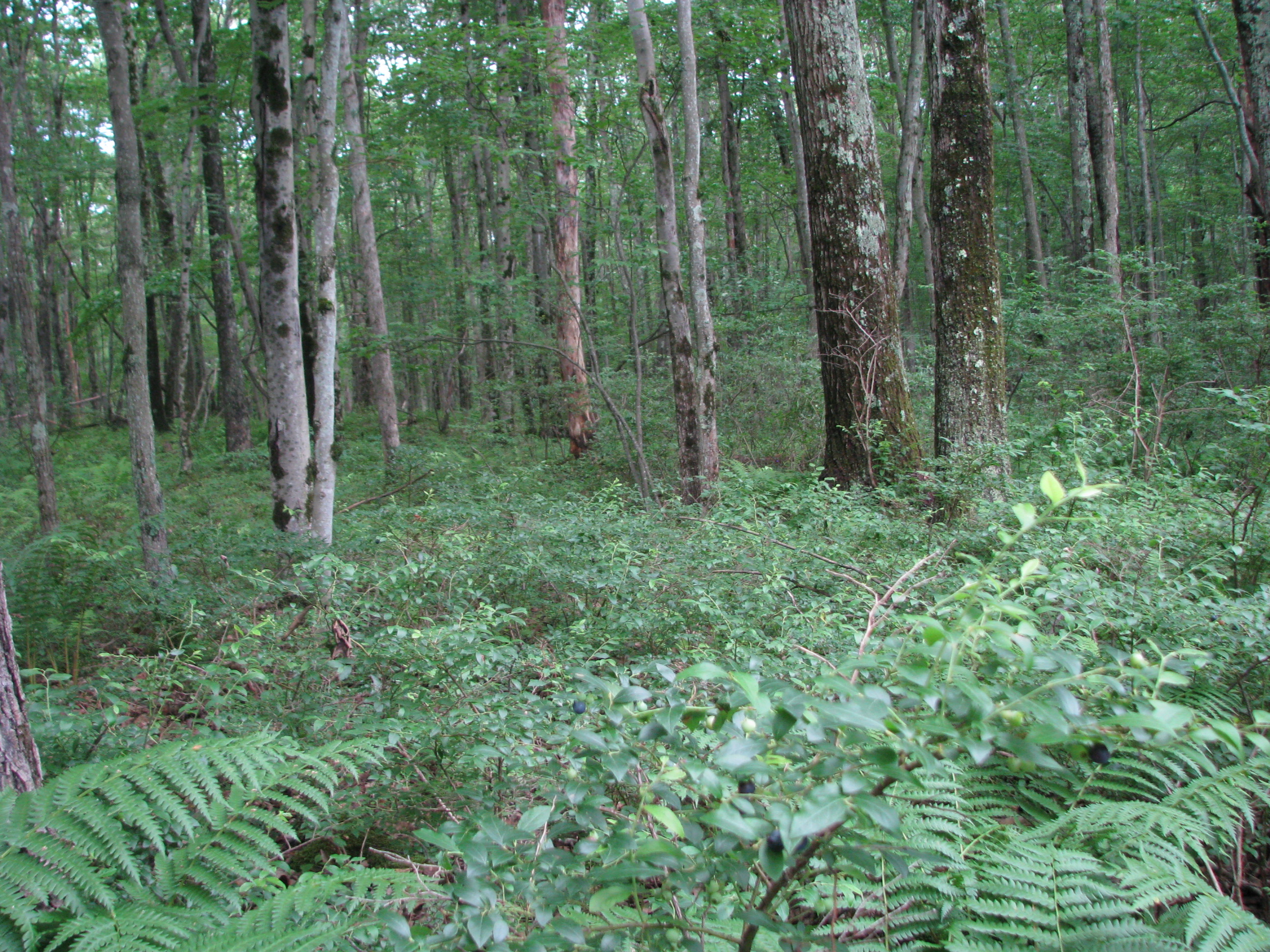 Ferns and several tall and thin trees grown in a forest.