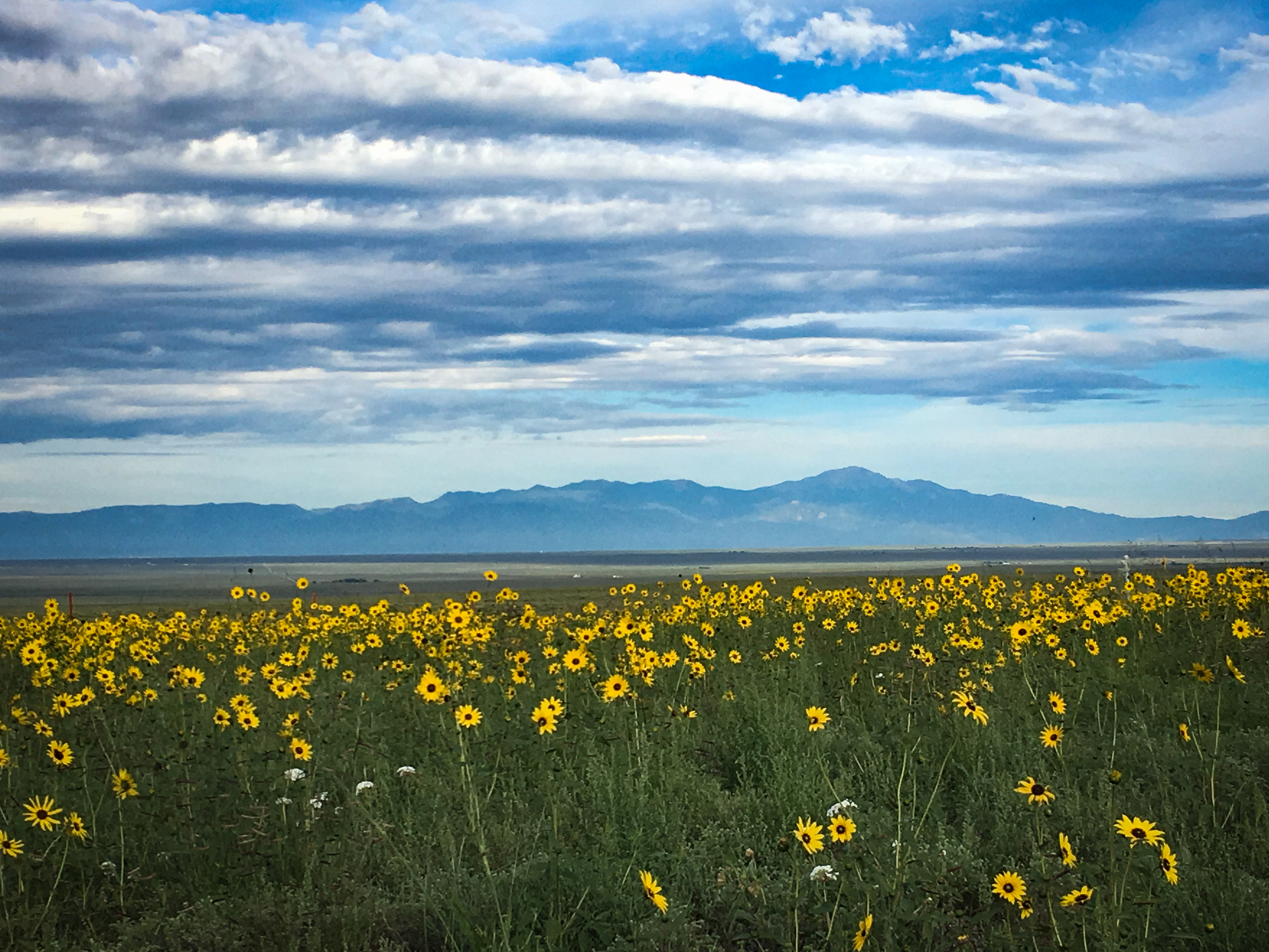 Yellow flowers grow from the grass with blue mountains in the background.