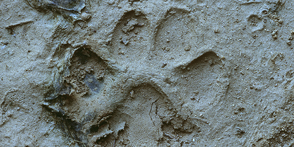 A mountain lion track.