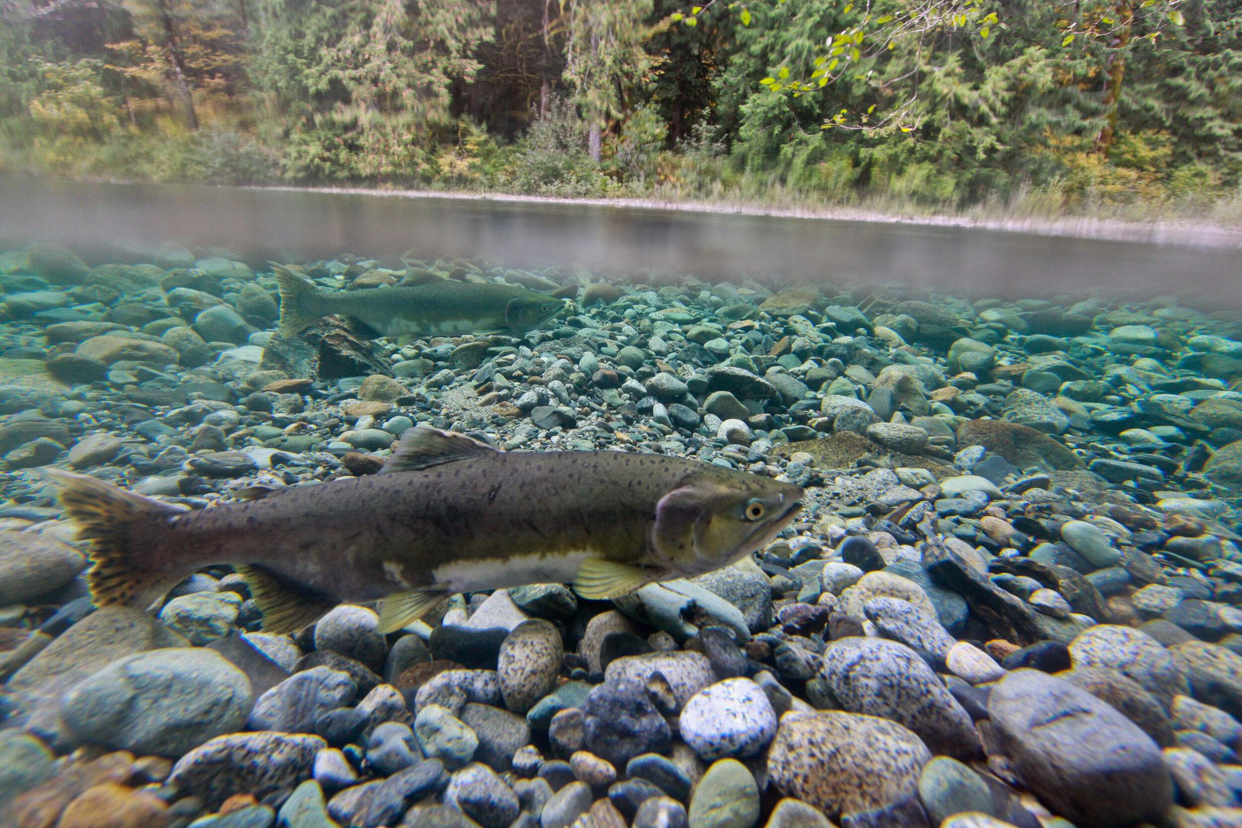 salmon in a creek.