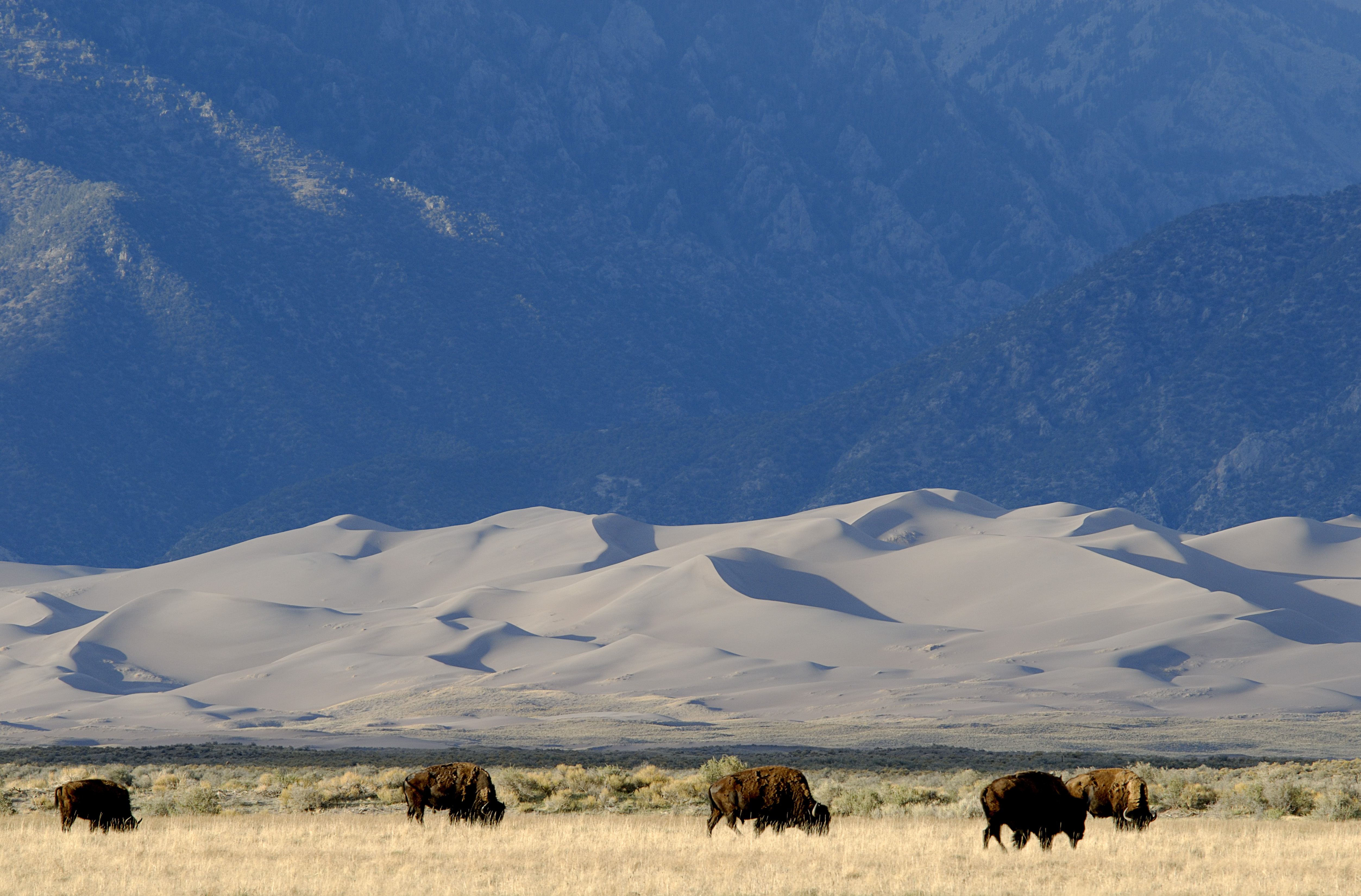 herd of buffalo in front of a mountain.
