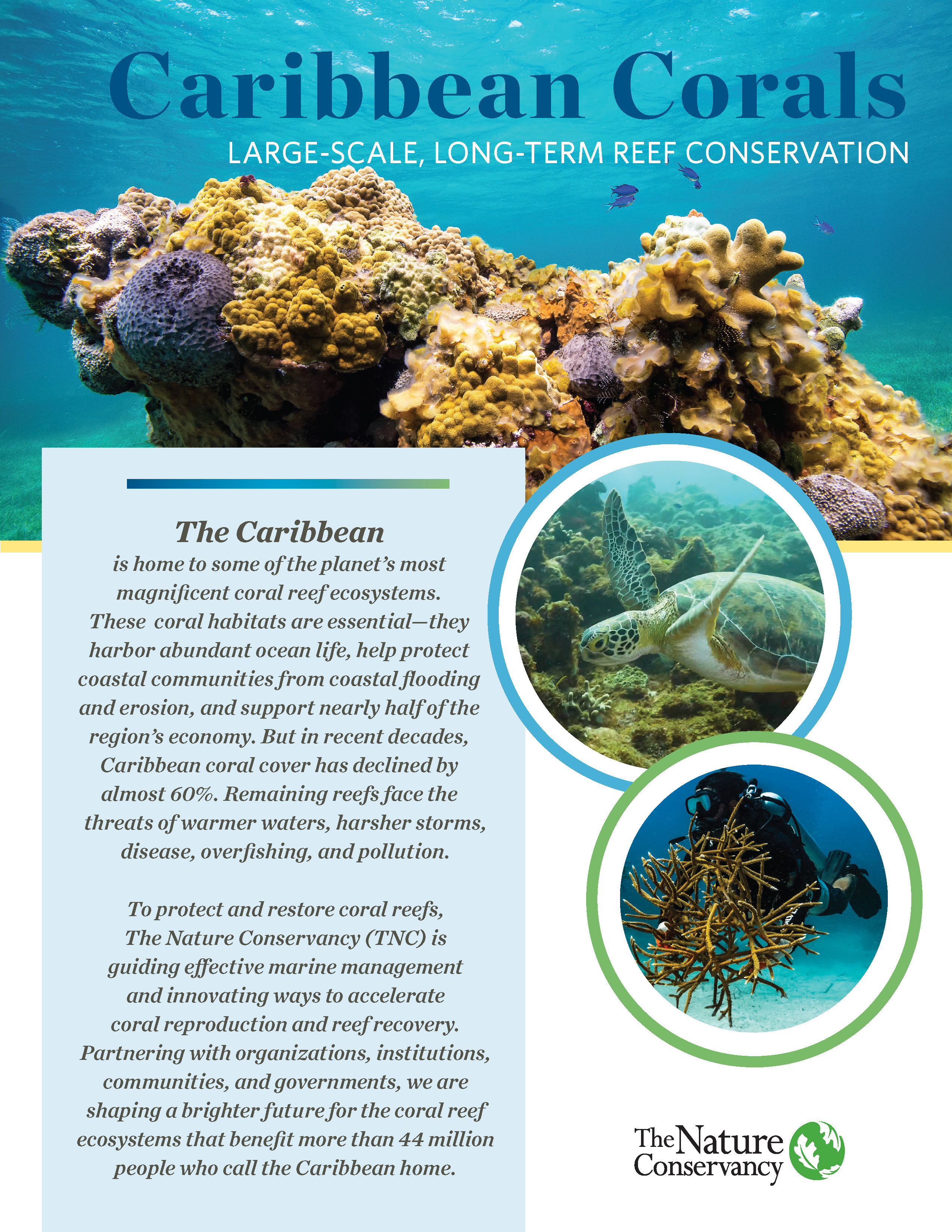 Restoring coral reefs benefits entire ecosystems and economies •