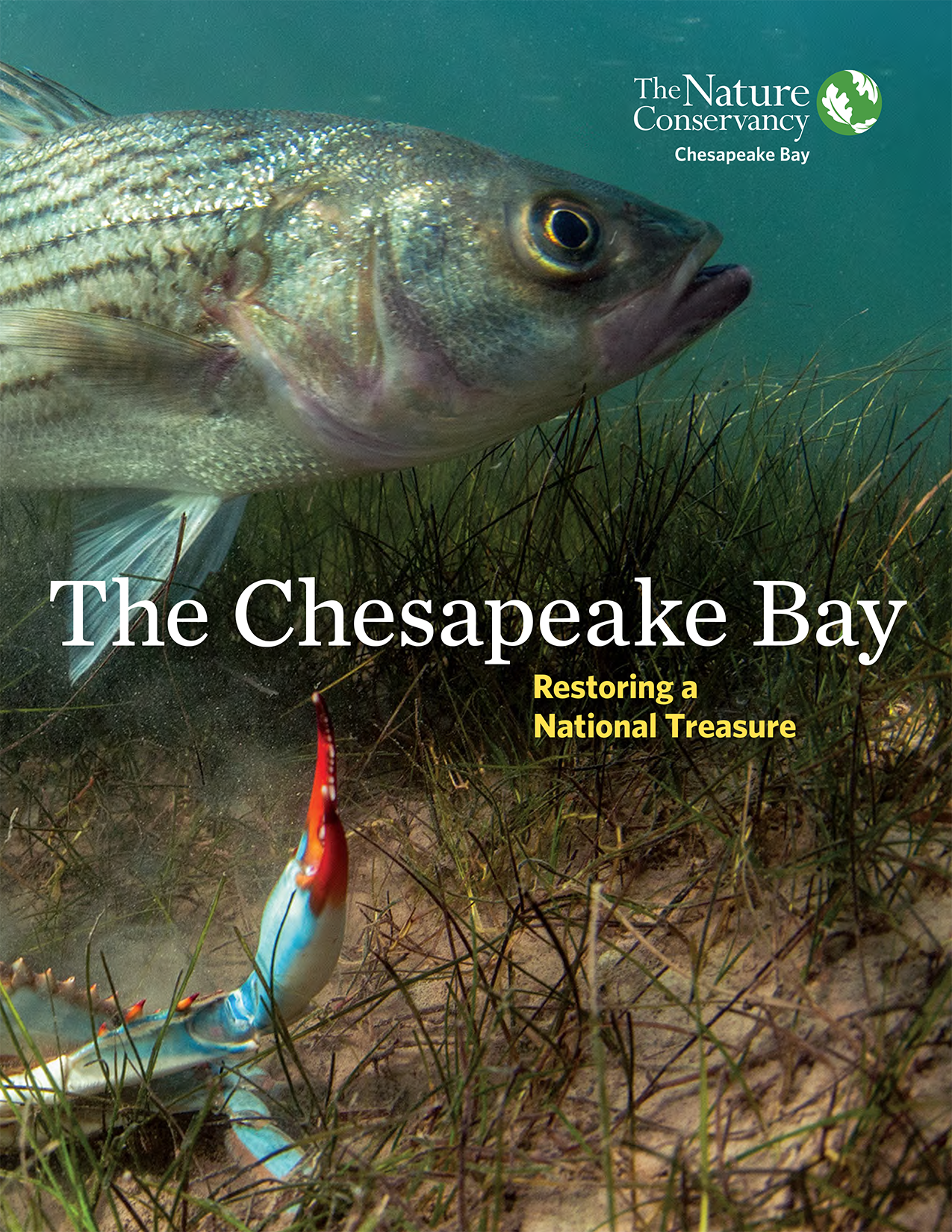 Nature Journaling: Return of the Fish Hawks - Chesapeake Bay