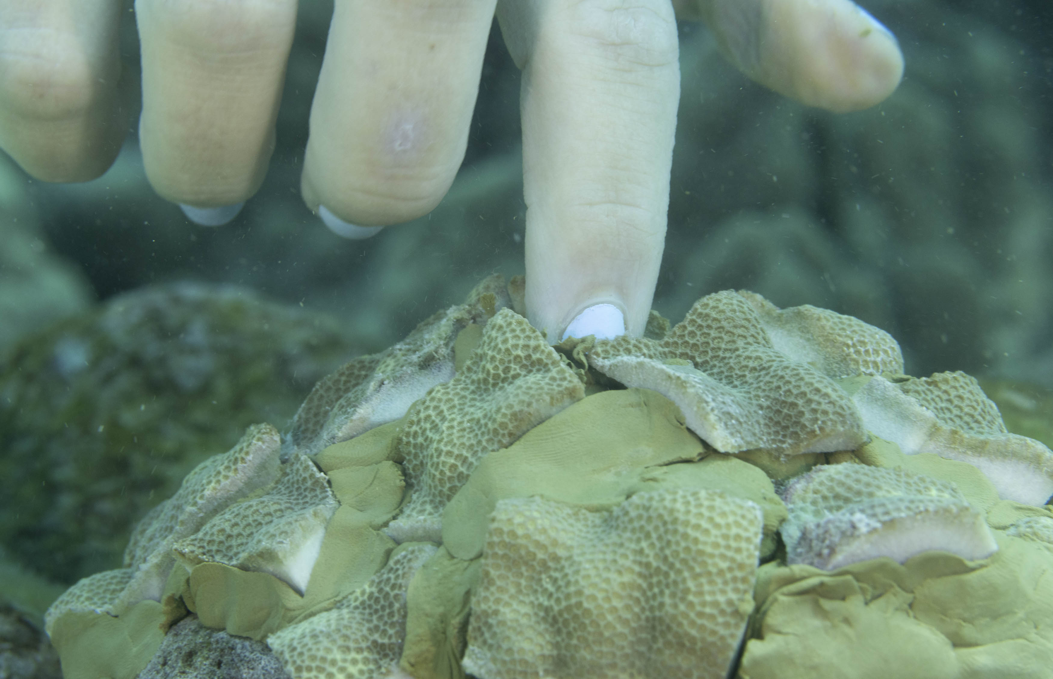 A close-up of someone’s fingers attaching cuttings of light brown lobe coral to the reef with green epoxy.