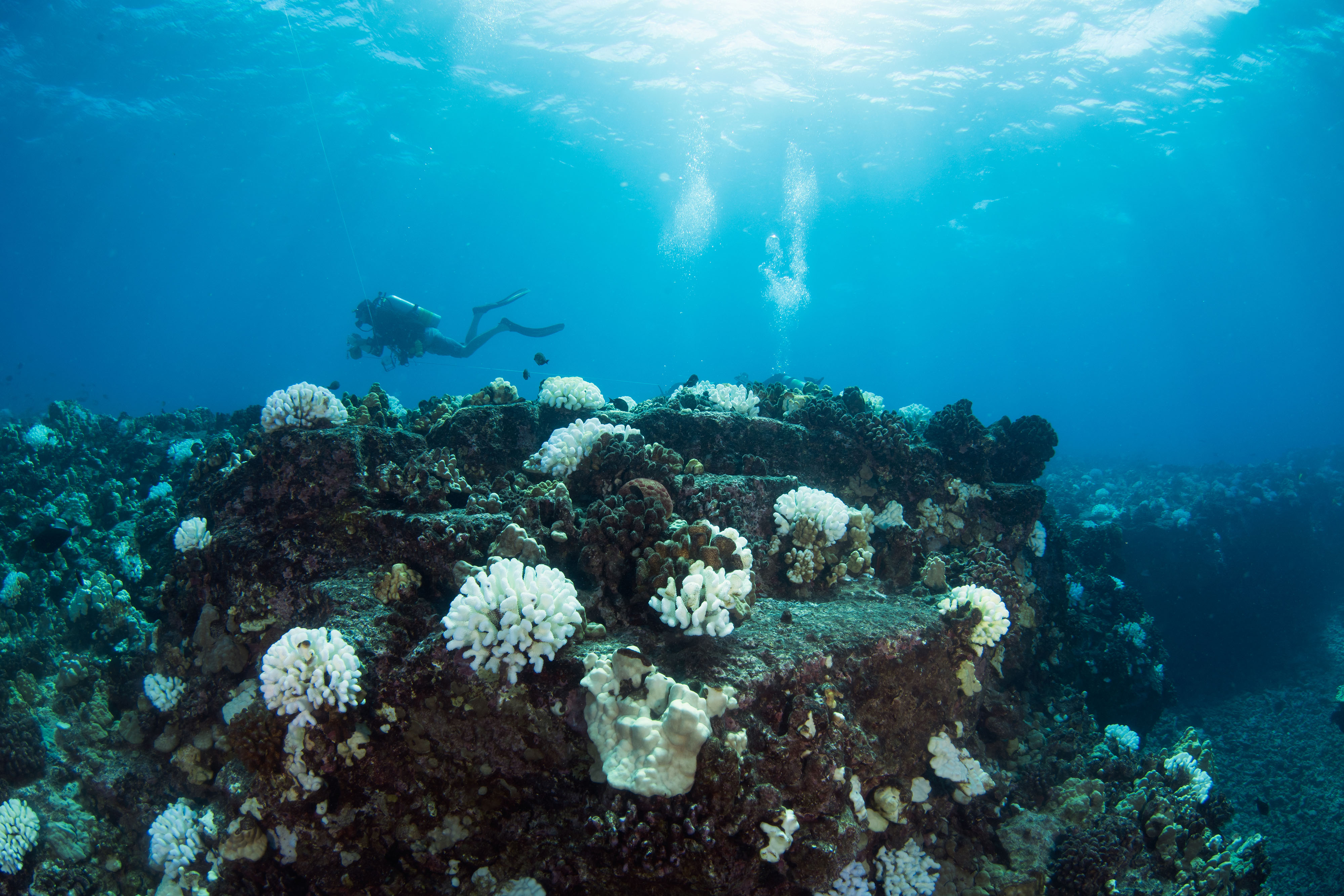 Research scuba diver surveys a reef of bleached coral.