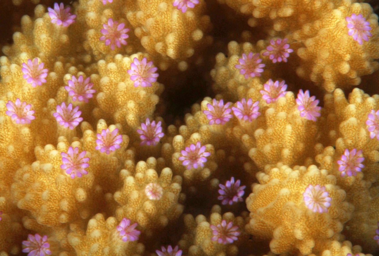 Closeup underwater view of pale yellow and gold coral polyps with pink tentacles off the West Maui coast.