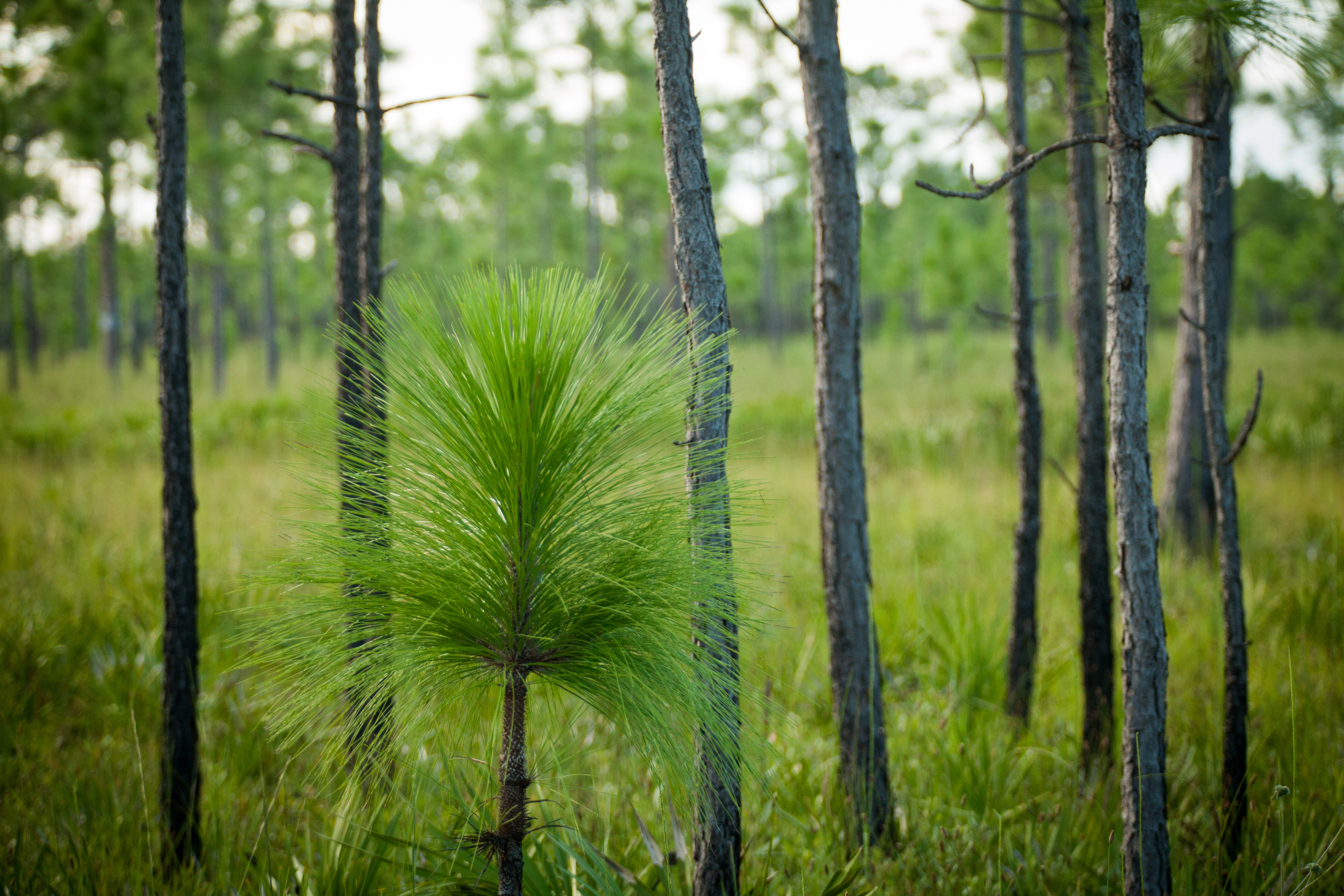 Longleaf Pine juvenille tree against longleaf pine forest at Disney Wilderness Preserve.