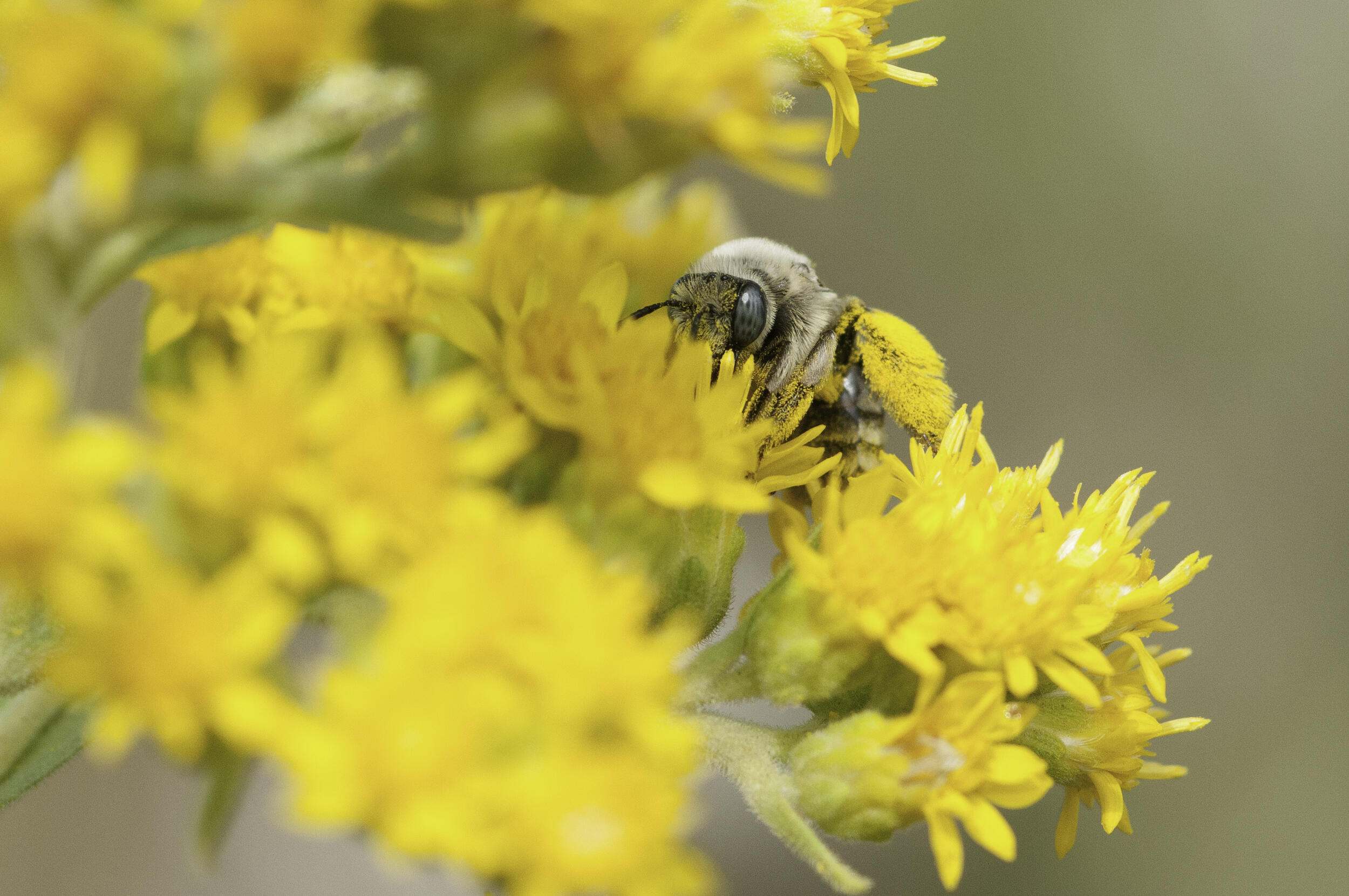 A bee on goldenrod flowers.