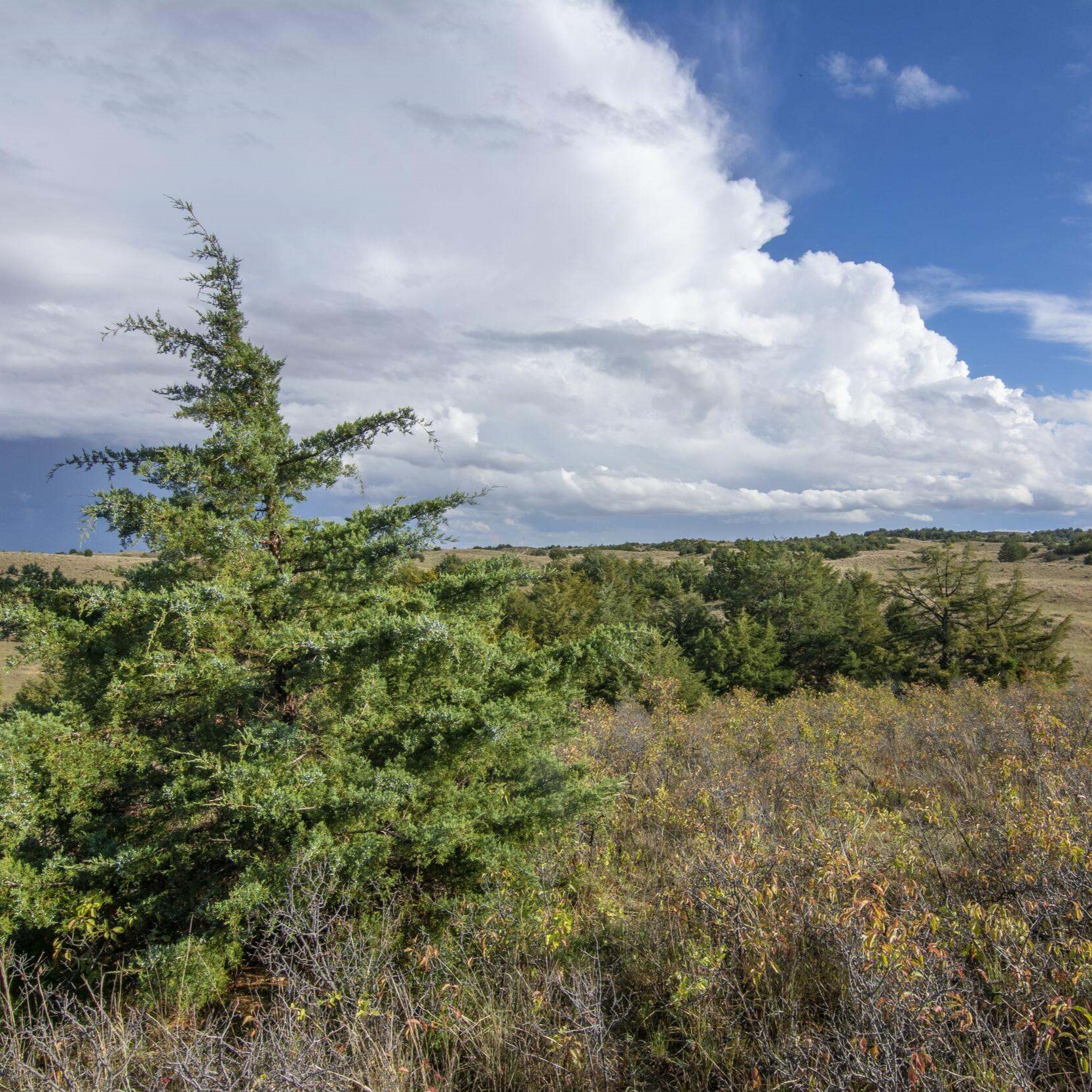 Trees in a grassland.