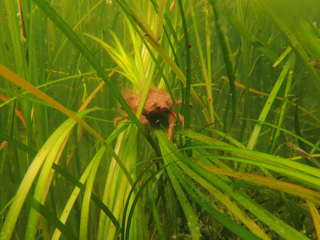 Underwater image of eelgrass with an orange spider crab nestled among the leaves.