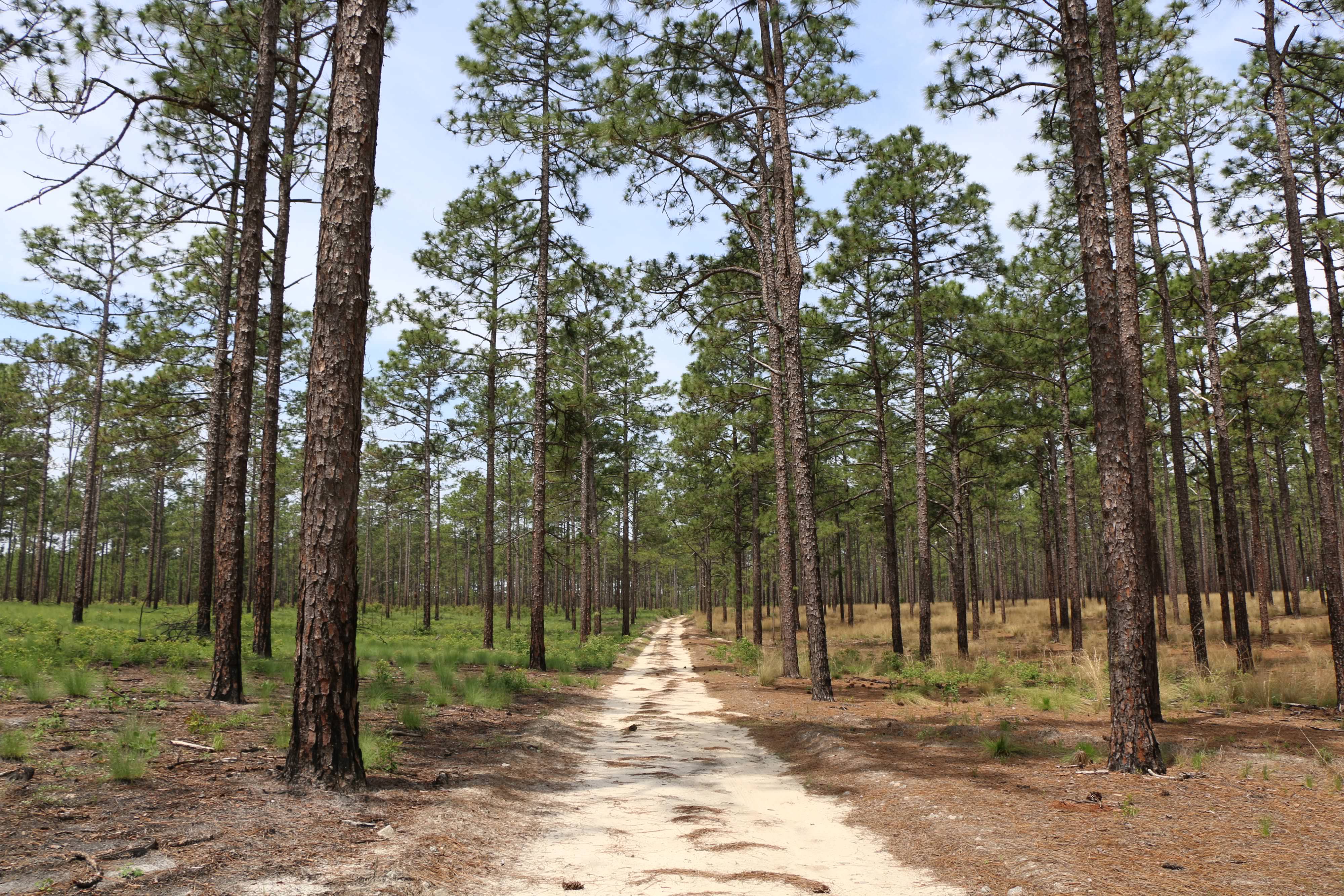 The sandy road that winds through Calloway Forest Preserve in North Carolina.
