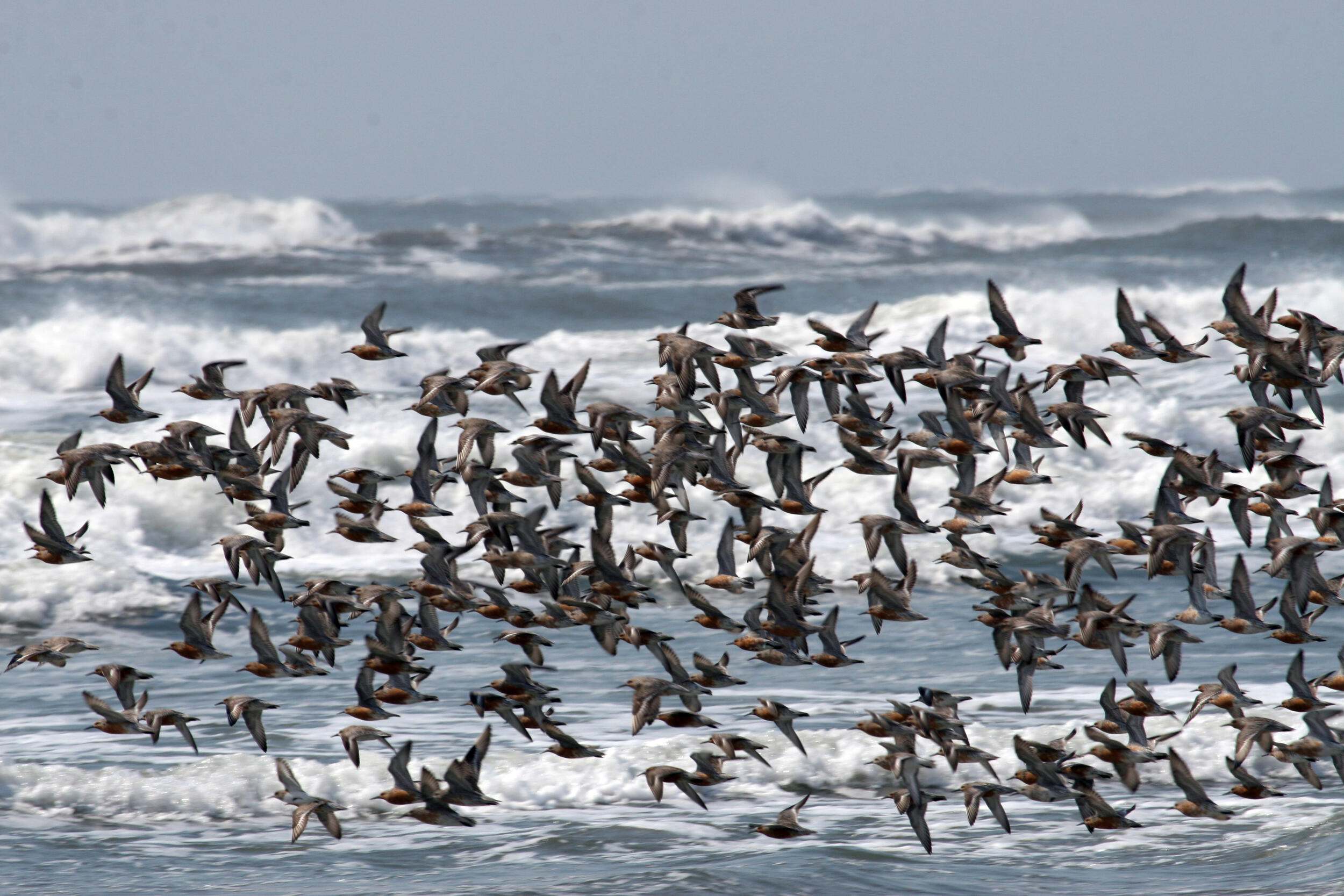 A flock of red knots (Calidris canutus) take flight over the Atlantic shoreline of the Eastern Shore,  Virginia Coast Reserve, Virginia. TNC's Virginia Coast Reserve (VCR) is a key stopover site for migratory red knots. 