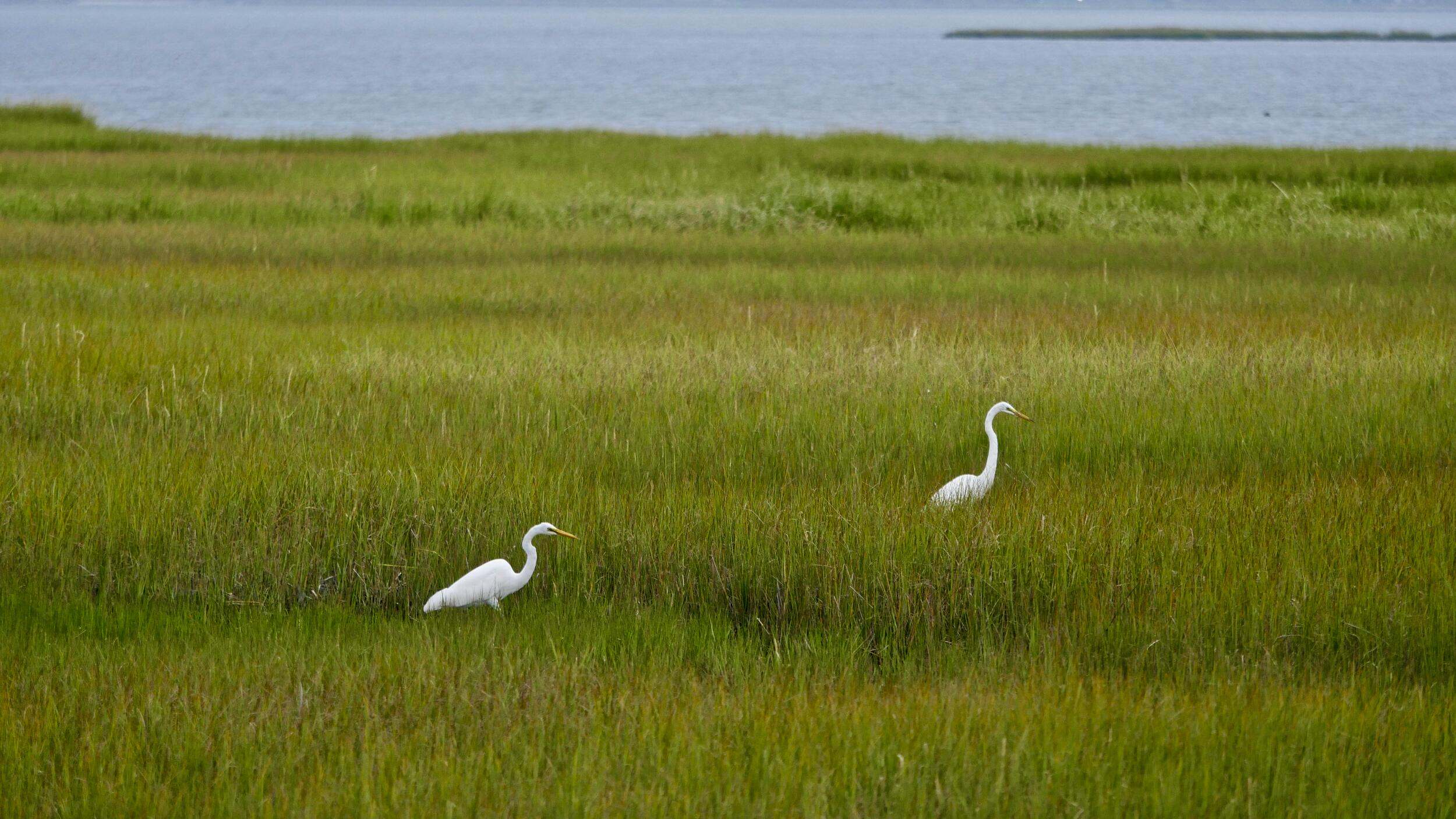 September 2019 photo taken from the roadside on Isle of Wight in Maryland of the surrounding salt marshes and neighboring Ocean City.   Full set includes photos taken both during and just after a passing thunderstorm.