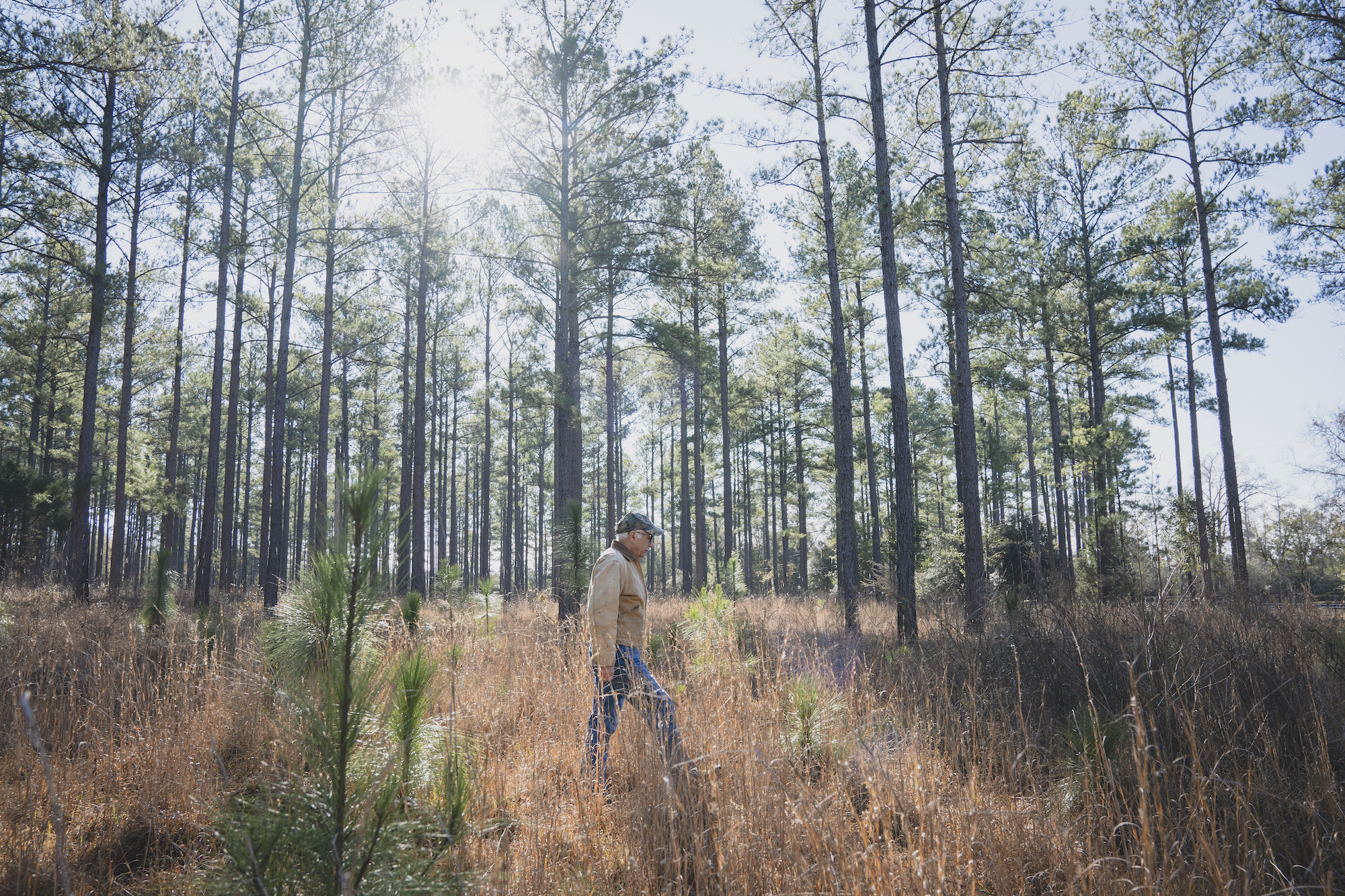 Person walks through forest at sunset. 