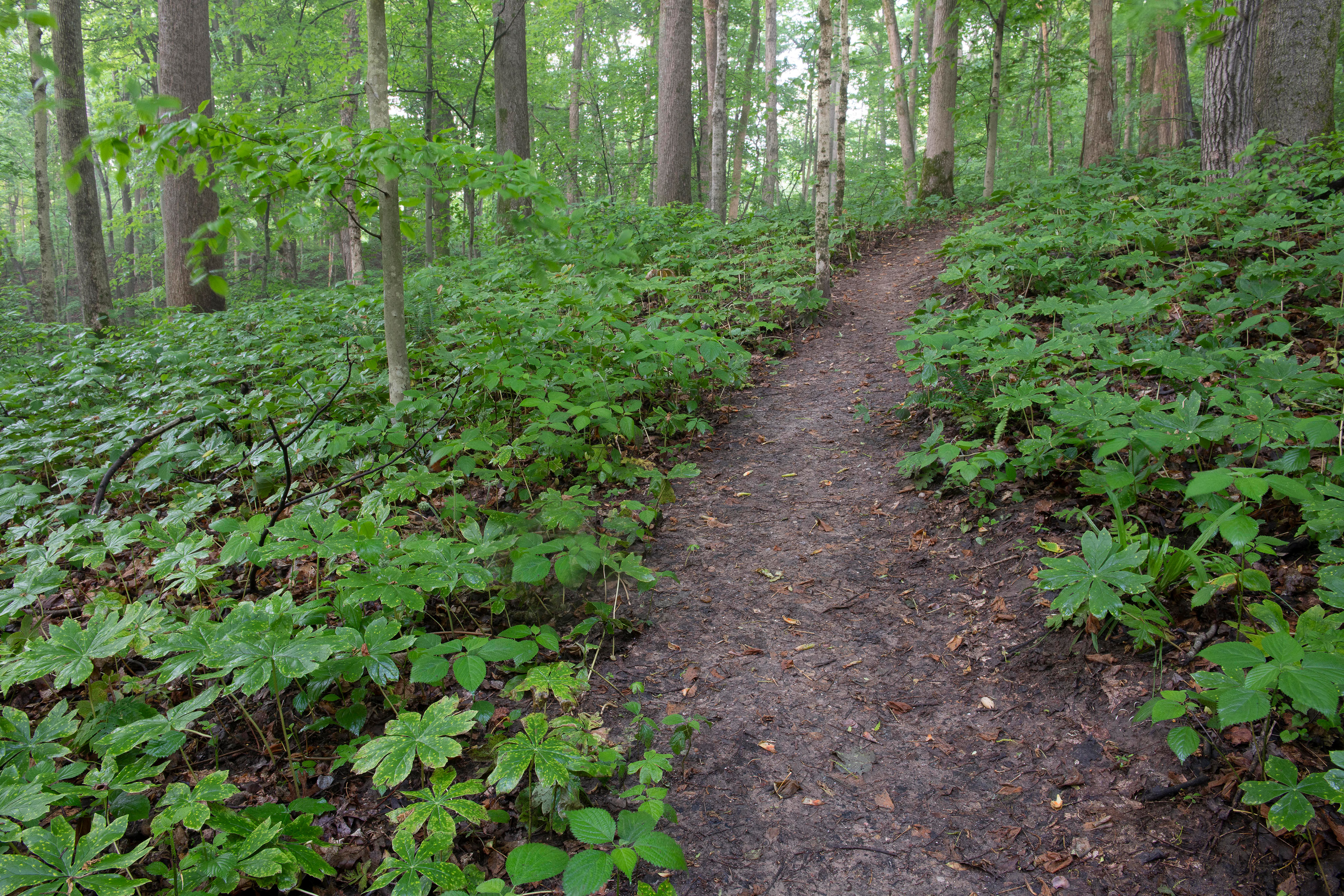 A trail in a green woodland.