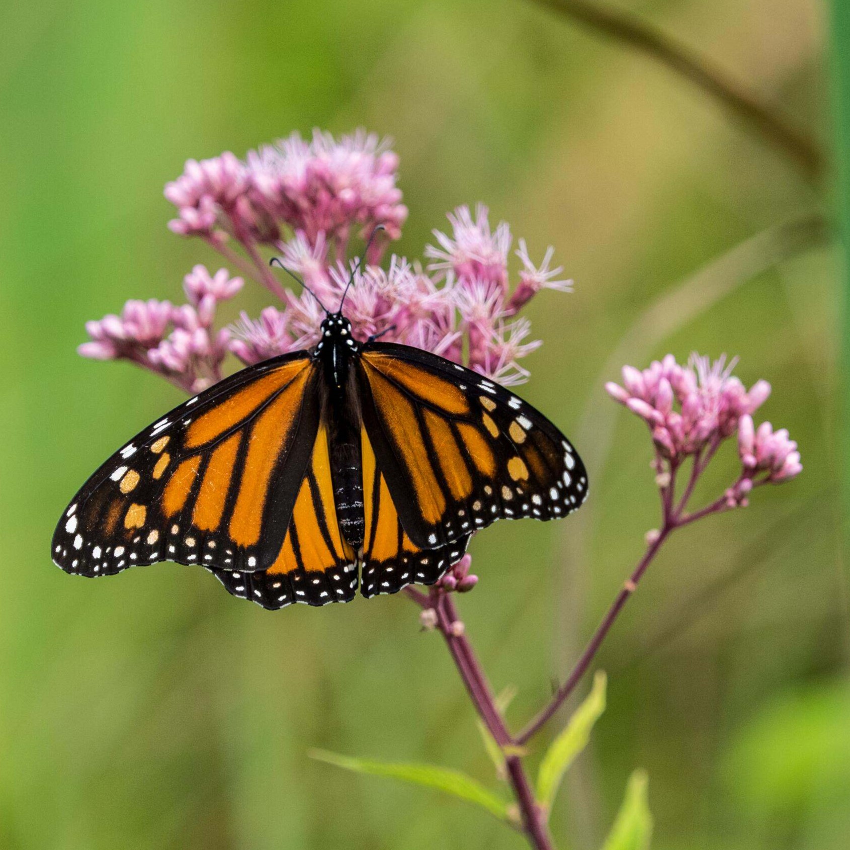 A monarch butterfly on a pink flower.