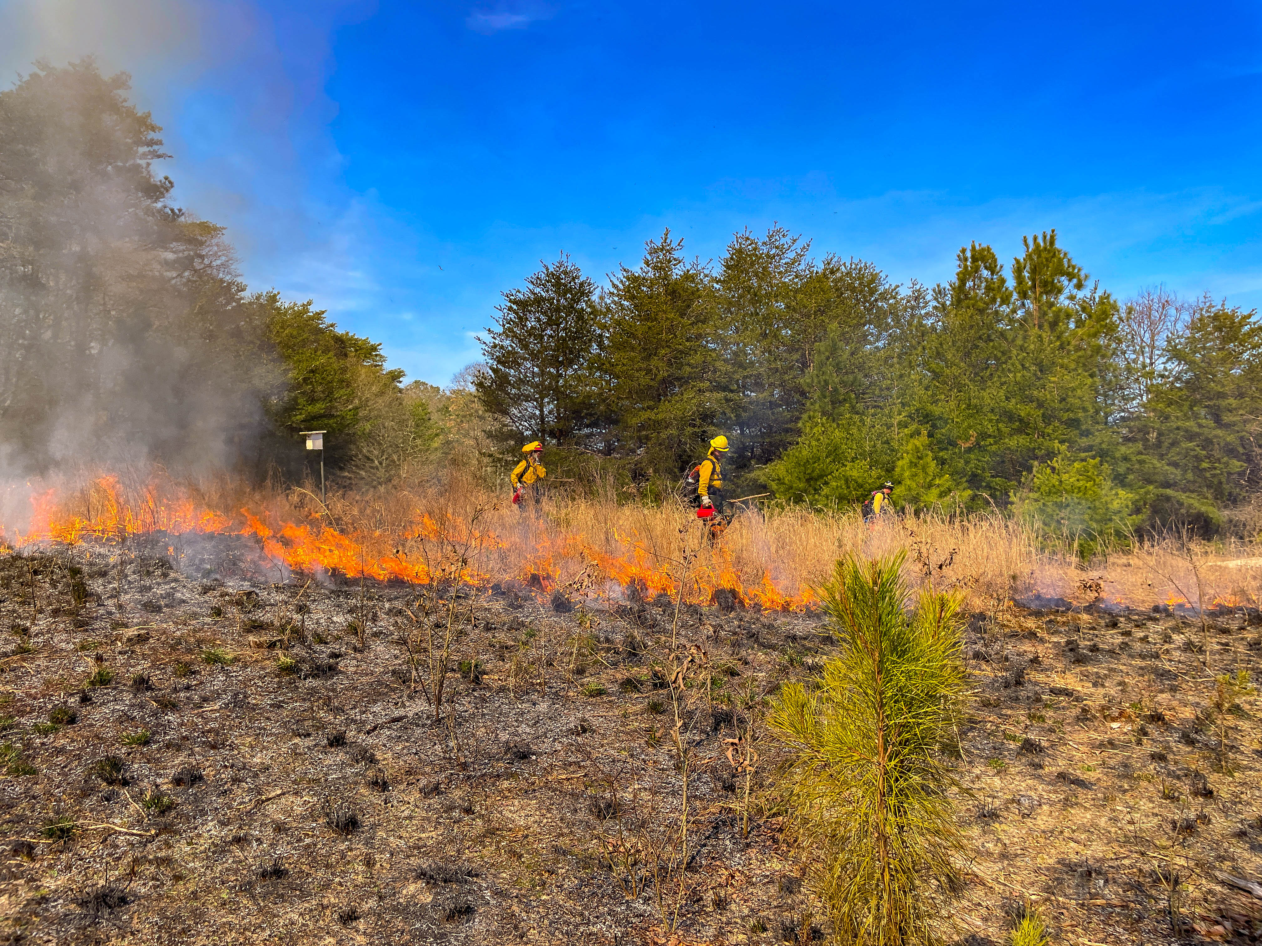 A small fire burns in a field in front of a tree line and 3 people dressed in yellow fire gear.