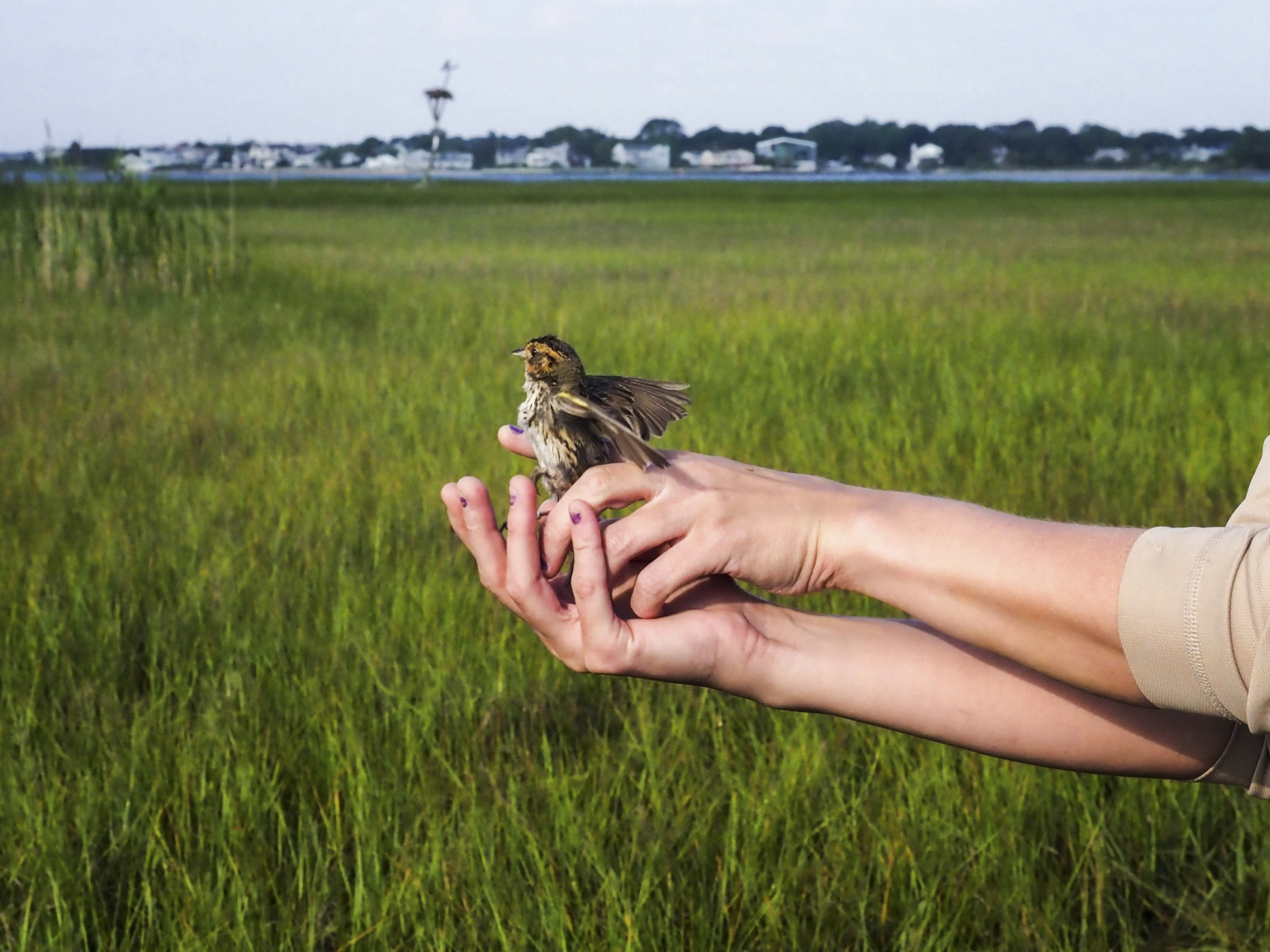 A bird flying out of human hands in a saltmarsh.