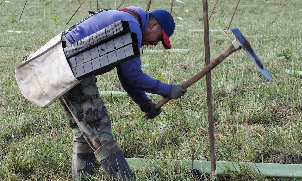 A man standing in a field planting a tree.