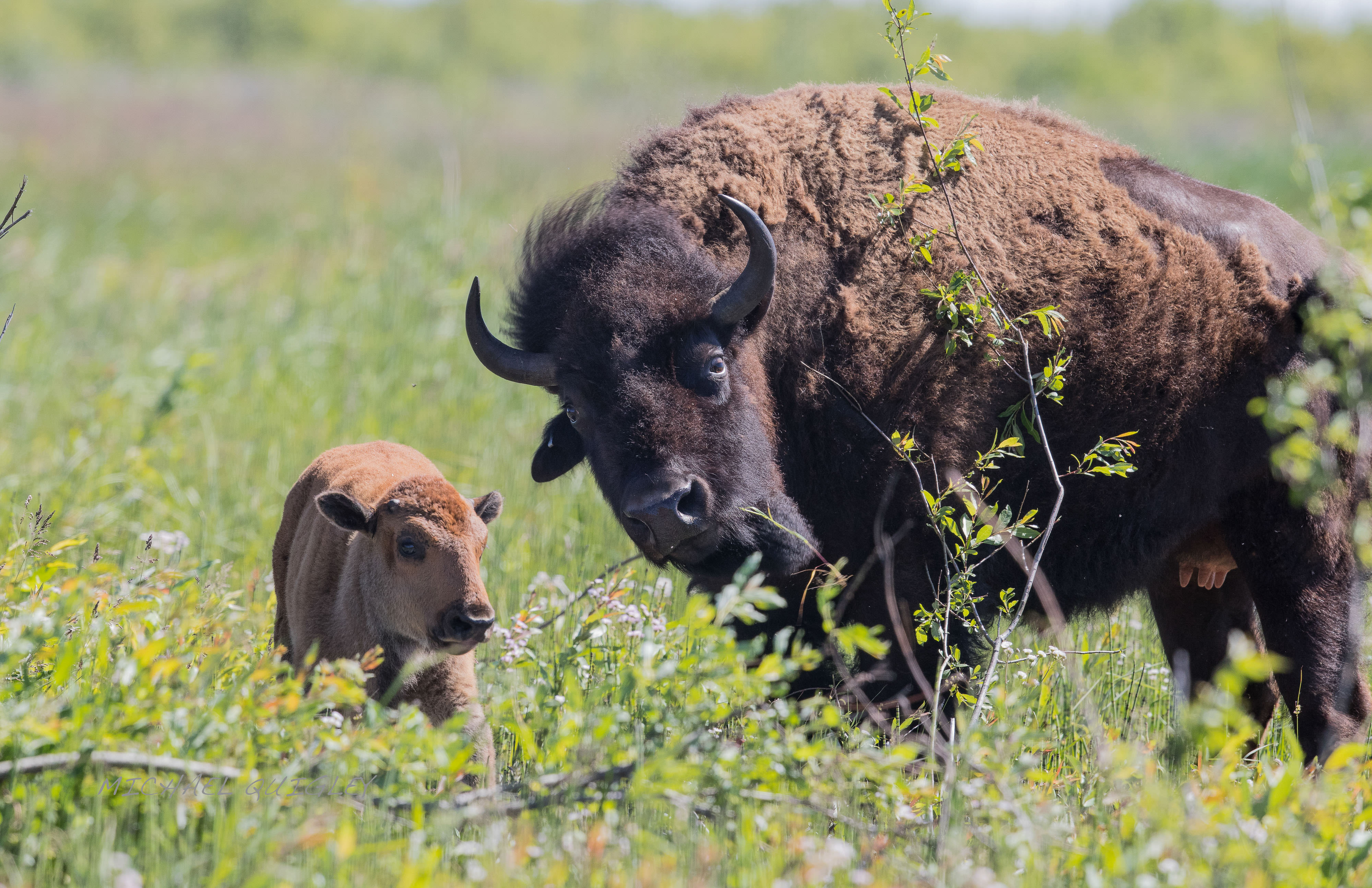 Mother bison and calf roam a green prairie.