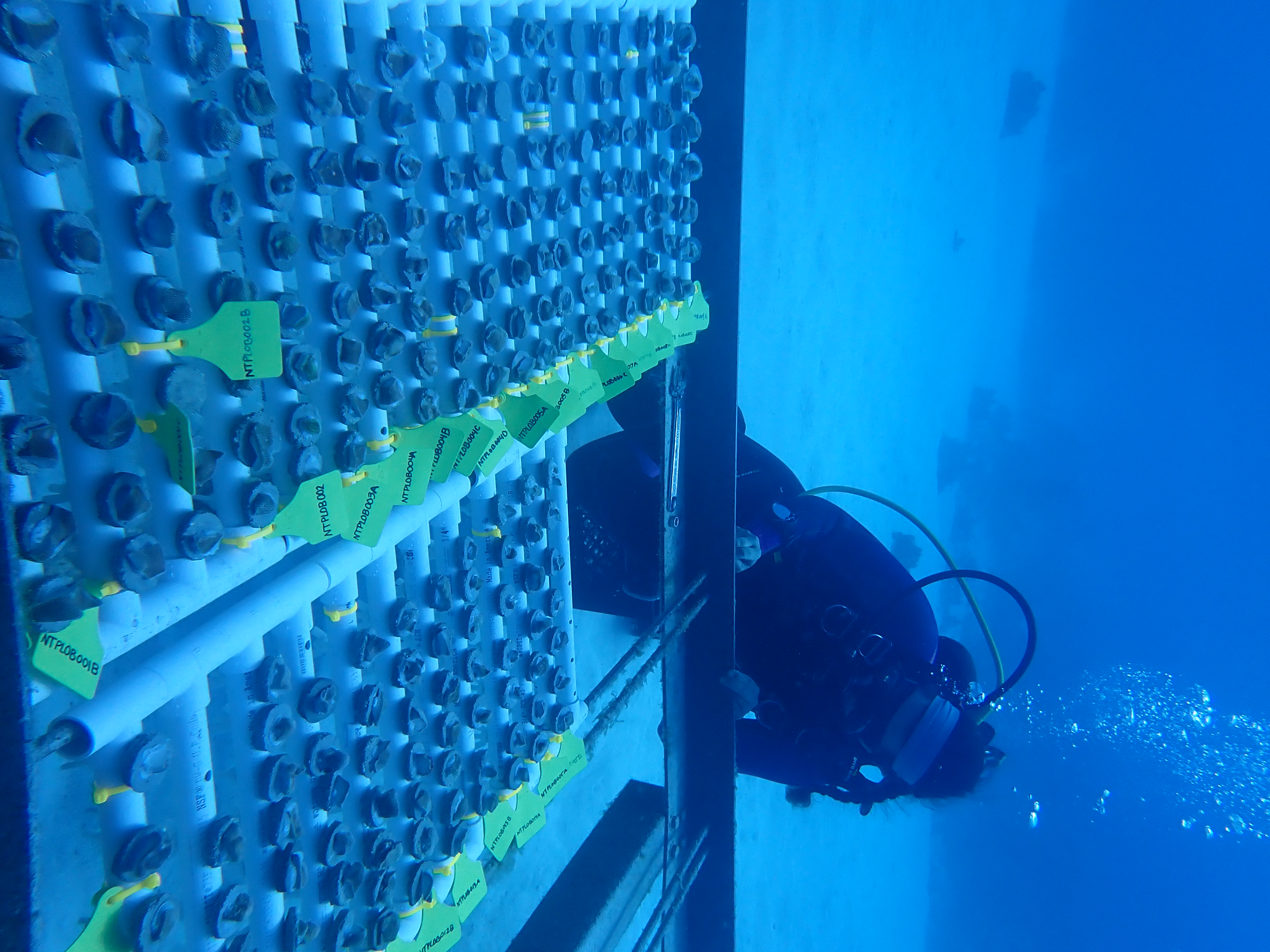 A scuba diver monitoring the growth of rows of coral cuttings sitting on a nursery table on the sandy seafloor.