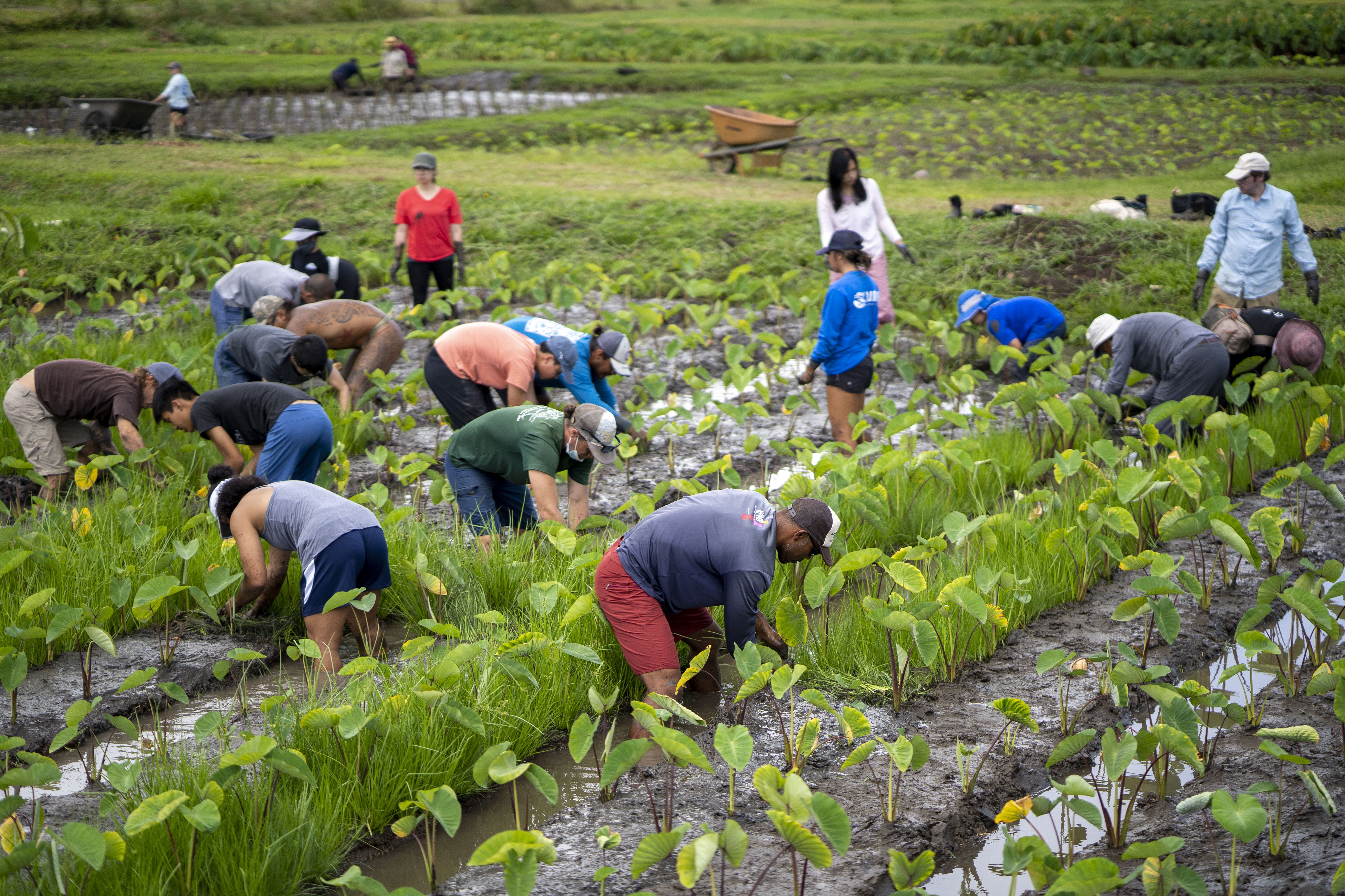 A group of volunteers working in a taro field.