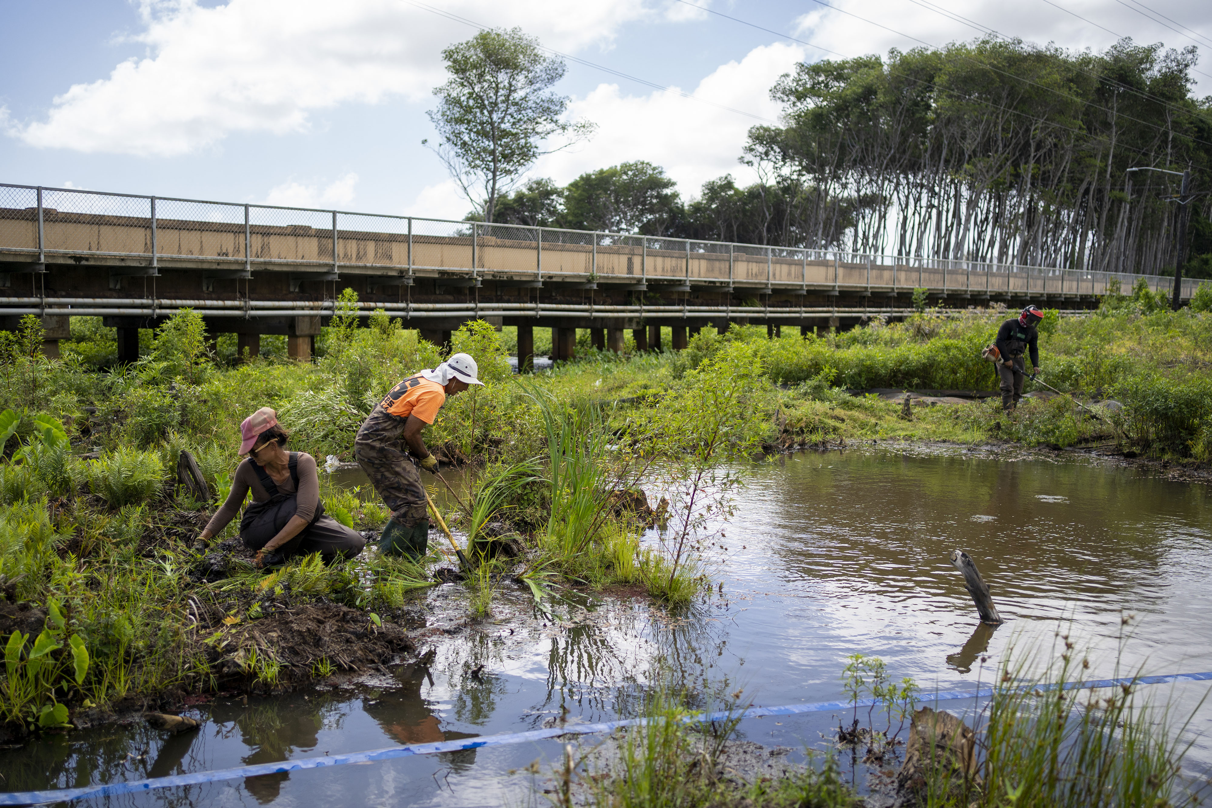 Three people clear a stream bank of invasive plants.