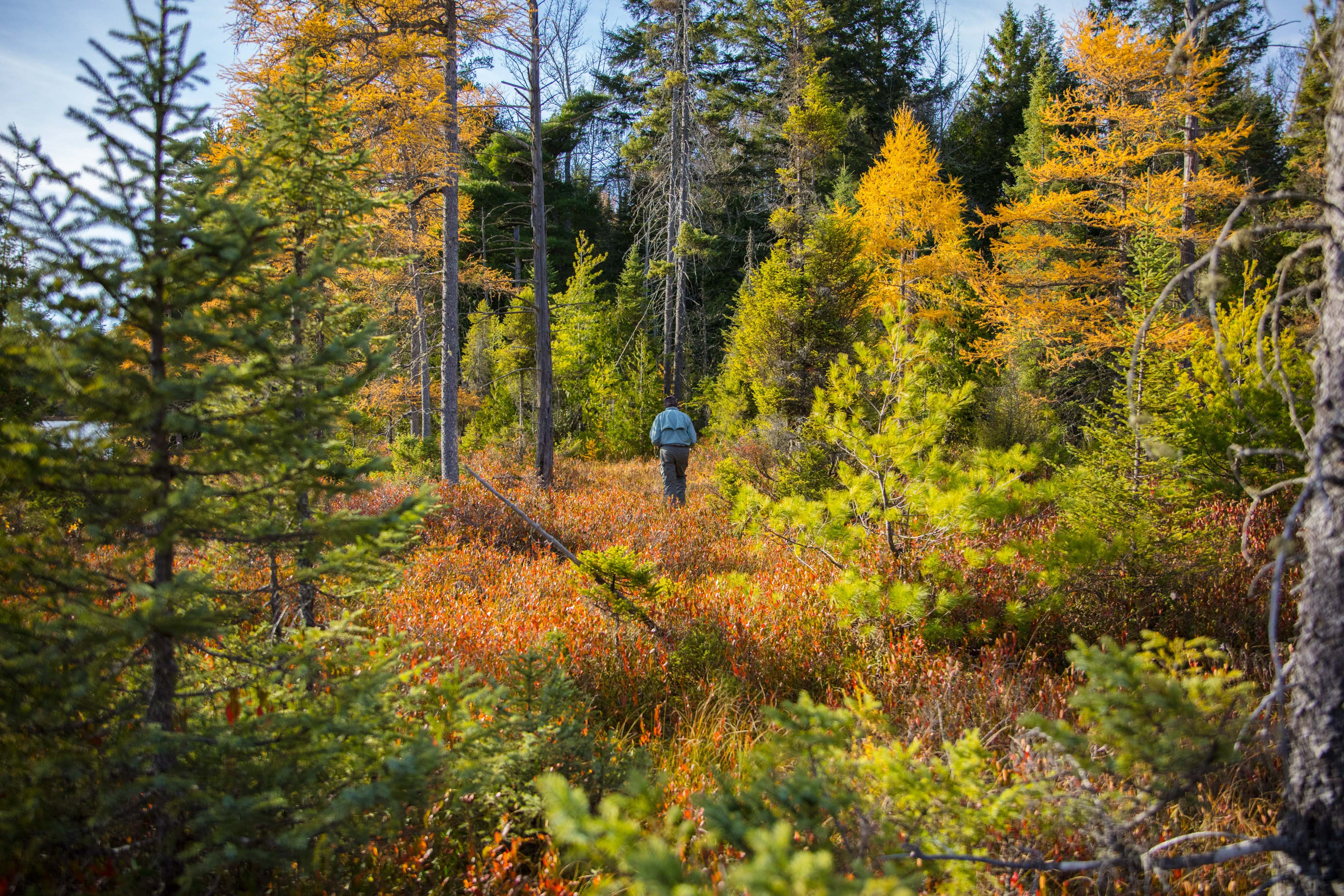 A man walking through a forest with the leaves changing colors.