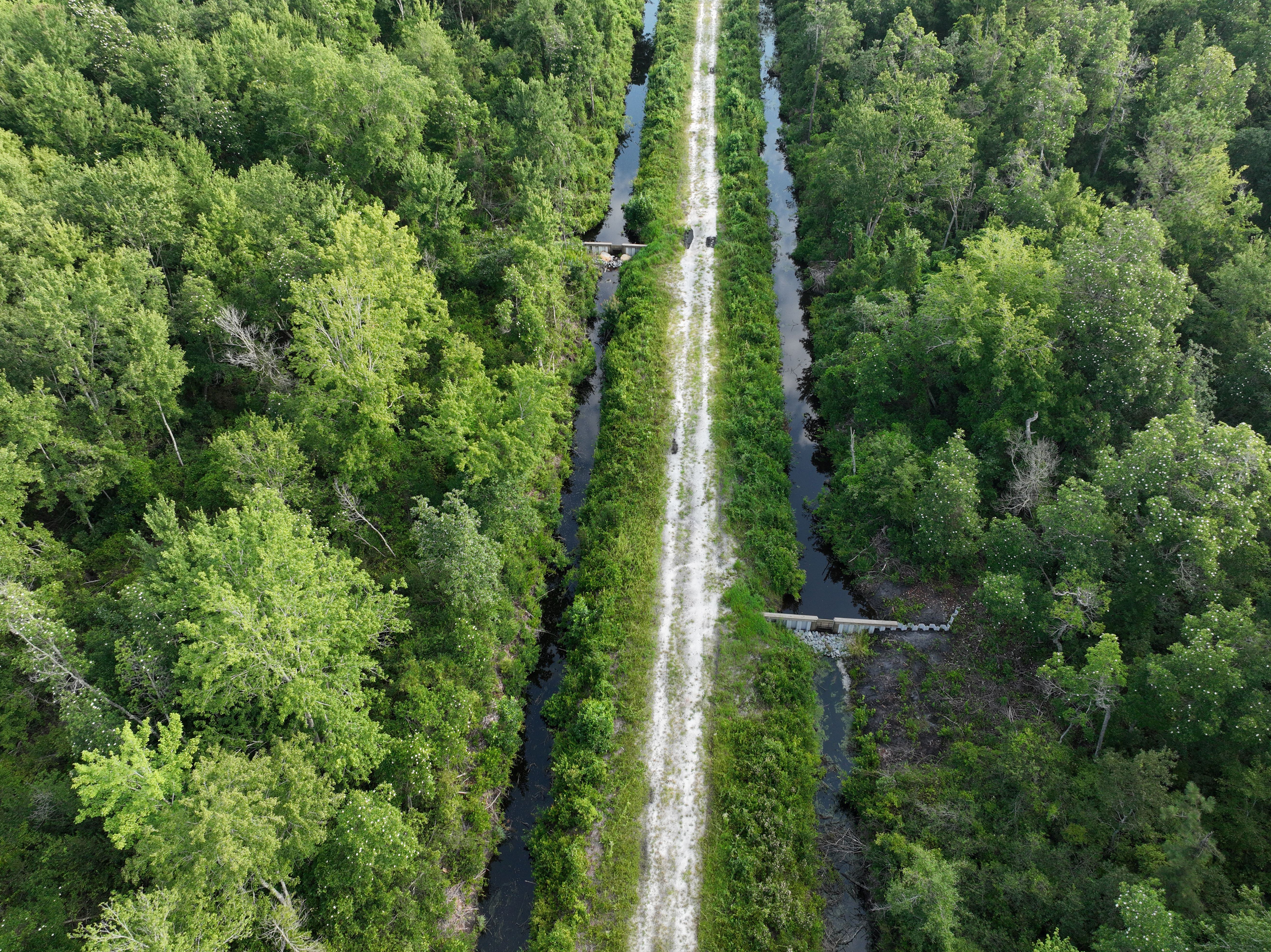 Aerial view looking down on two narrow channels of water running through a forest and divided by an elevated causeway.