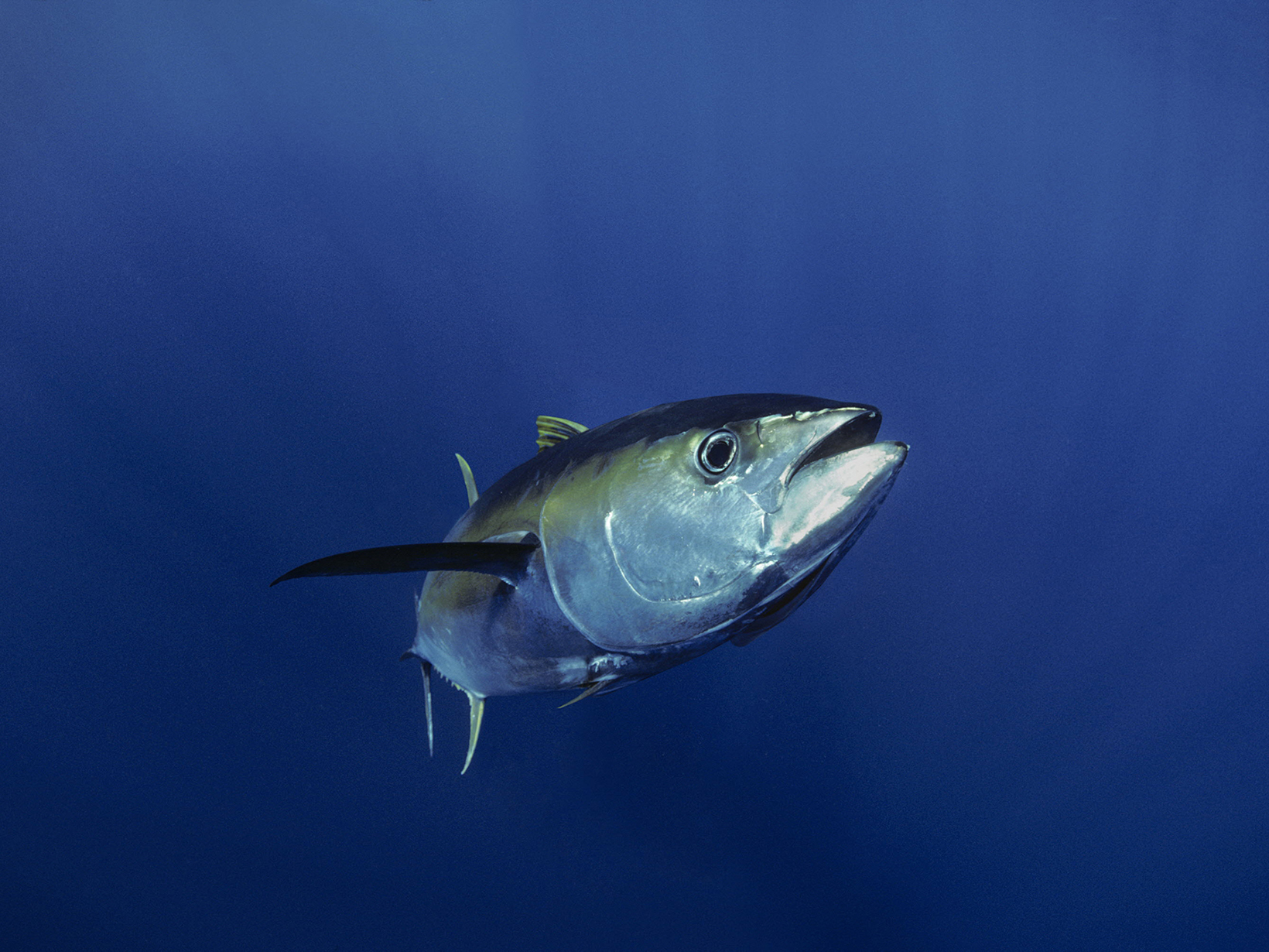 Pacific Long-Range Angler Lands Potential World-Record Yellowfin Tuna